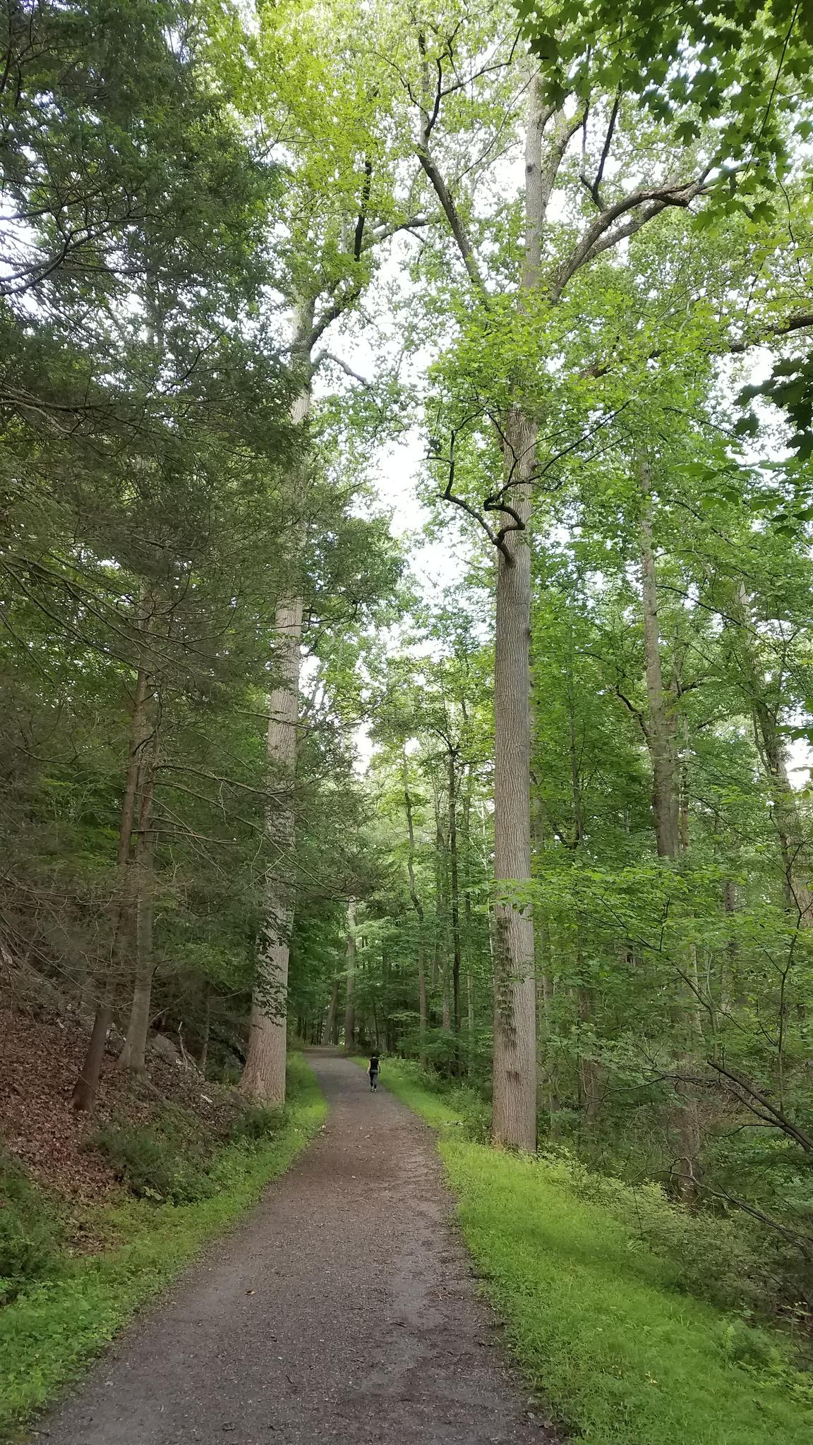 A person walks on a shaded dirt path through a tall, green forest.