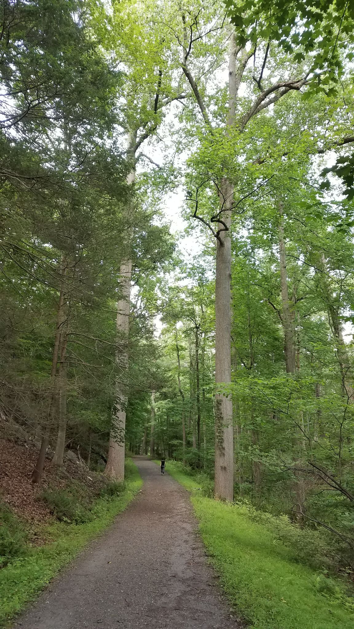 A person walks on a shaded dirt path through a tall, green forest. - Hulda's Hut and Witch's Spring Trail Loop