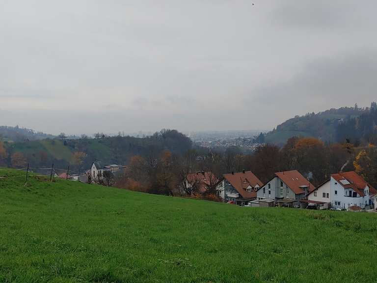 Höchster Baum Deutschlands Blick nach Freiburg Runde von Wonnhalde