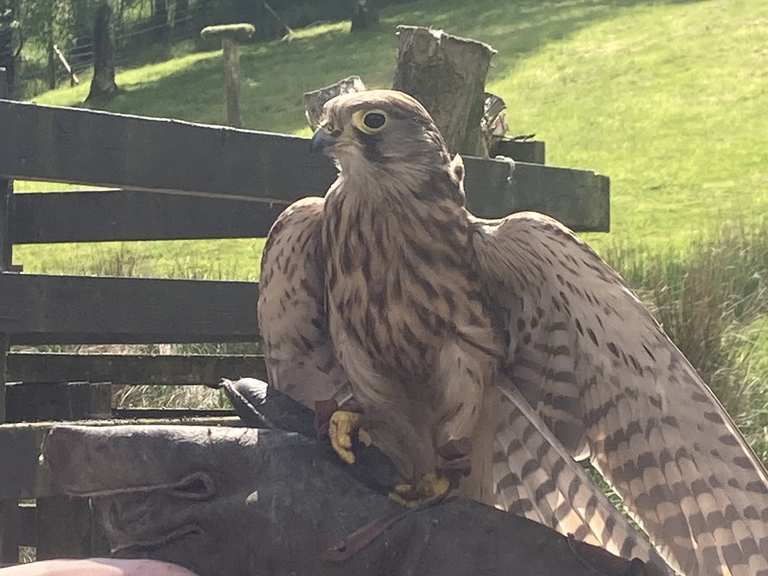 Kielder Water Birds of Prey Centre – One of the largest collections of birds  in the North of England