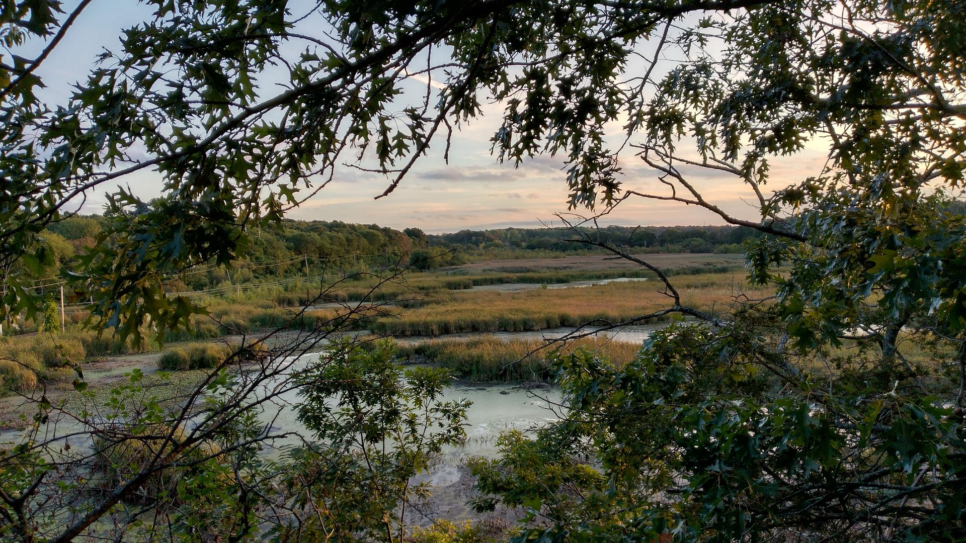 Overlooking a green marshland and distant hills through tree branches.