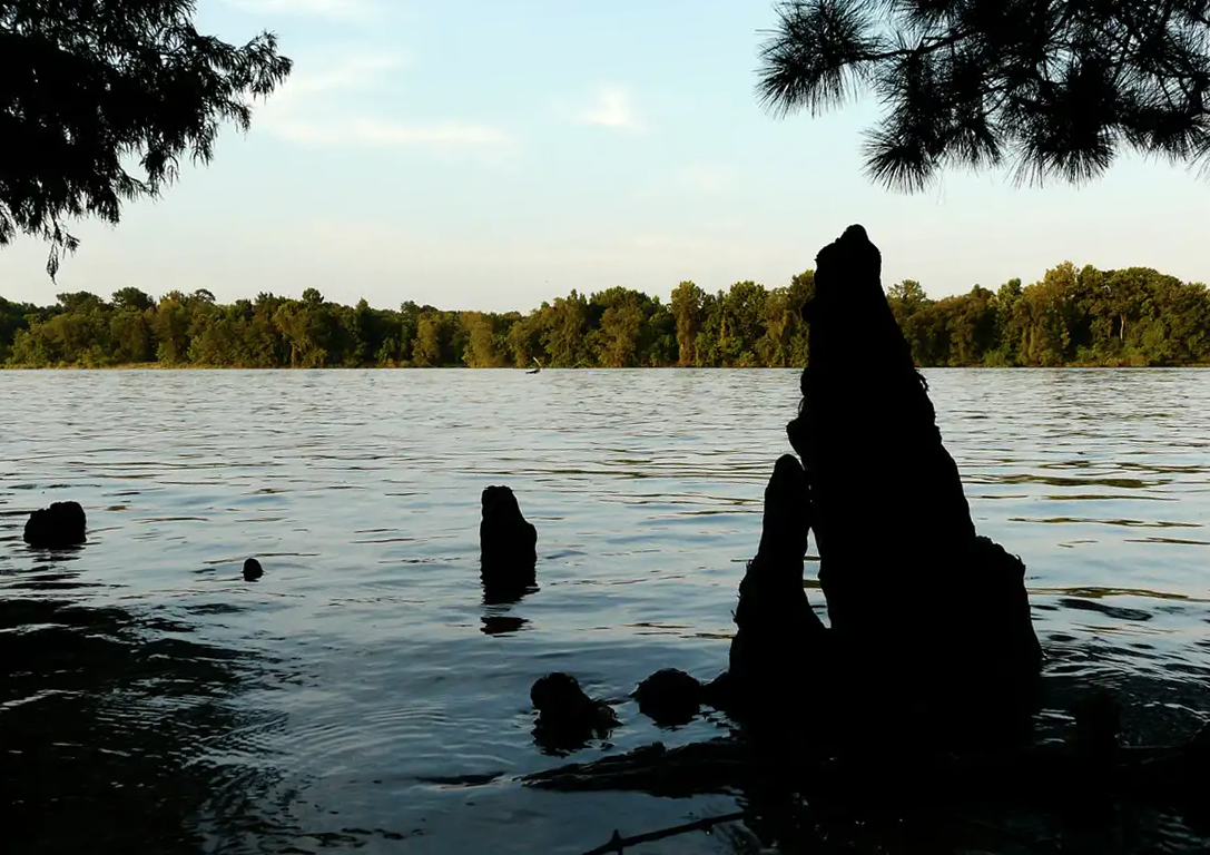 Silhouetted cypress knees in calm water with a forested shoreline at dusk.