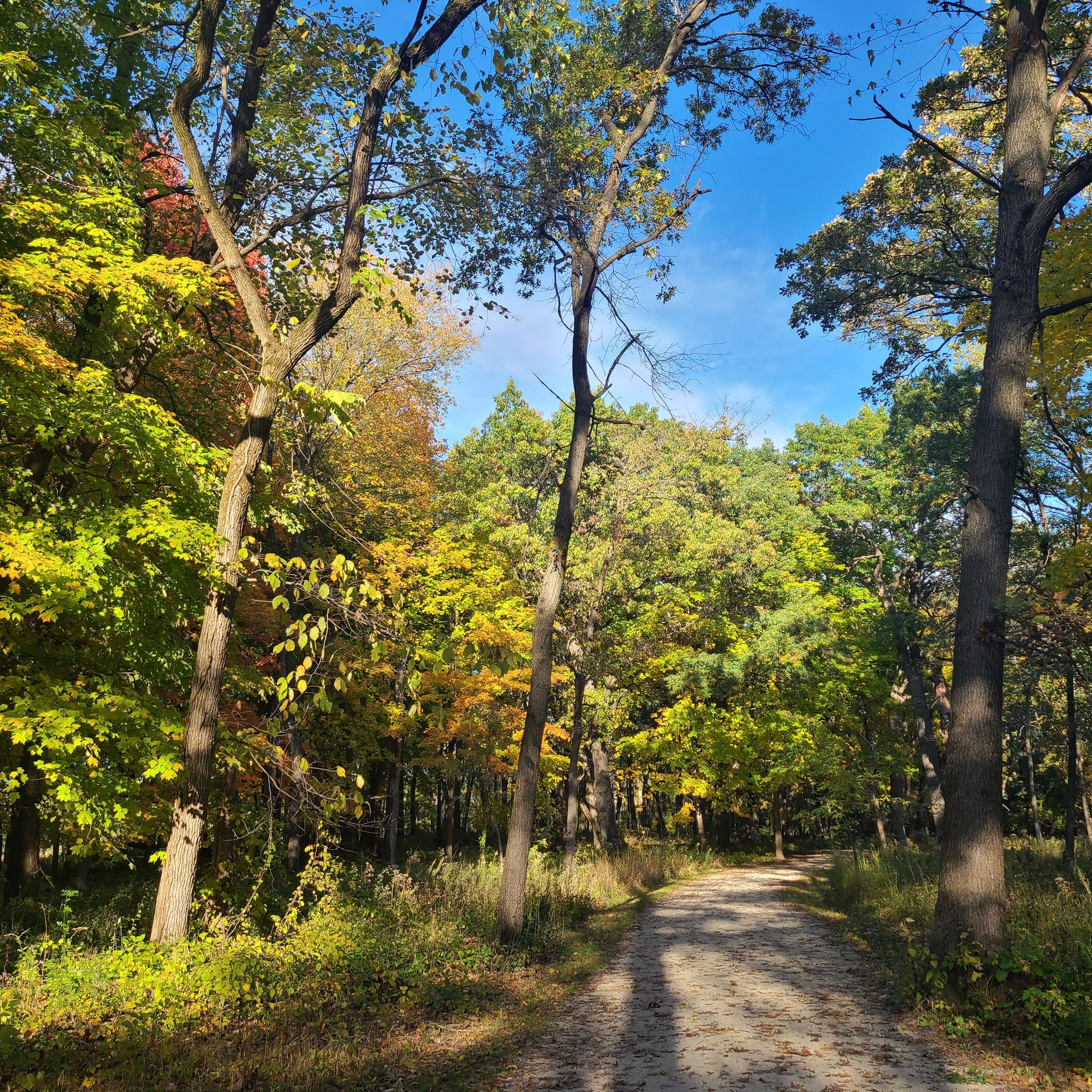 A dirt path winding through a forest with trees showing early autumn colors.