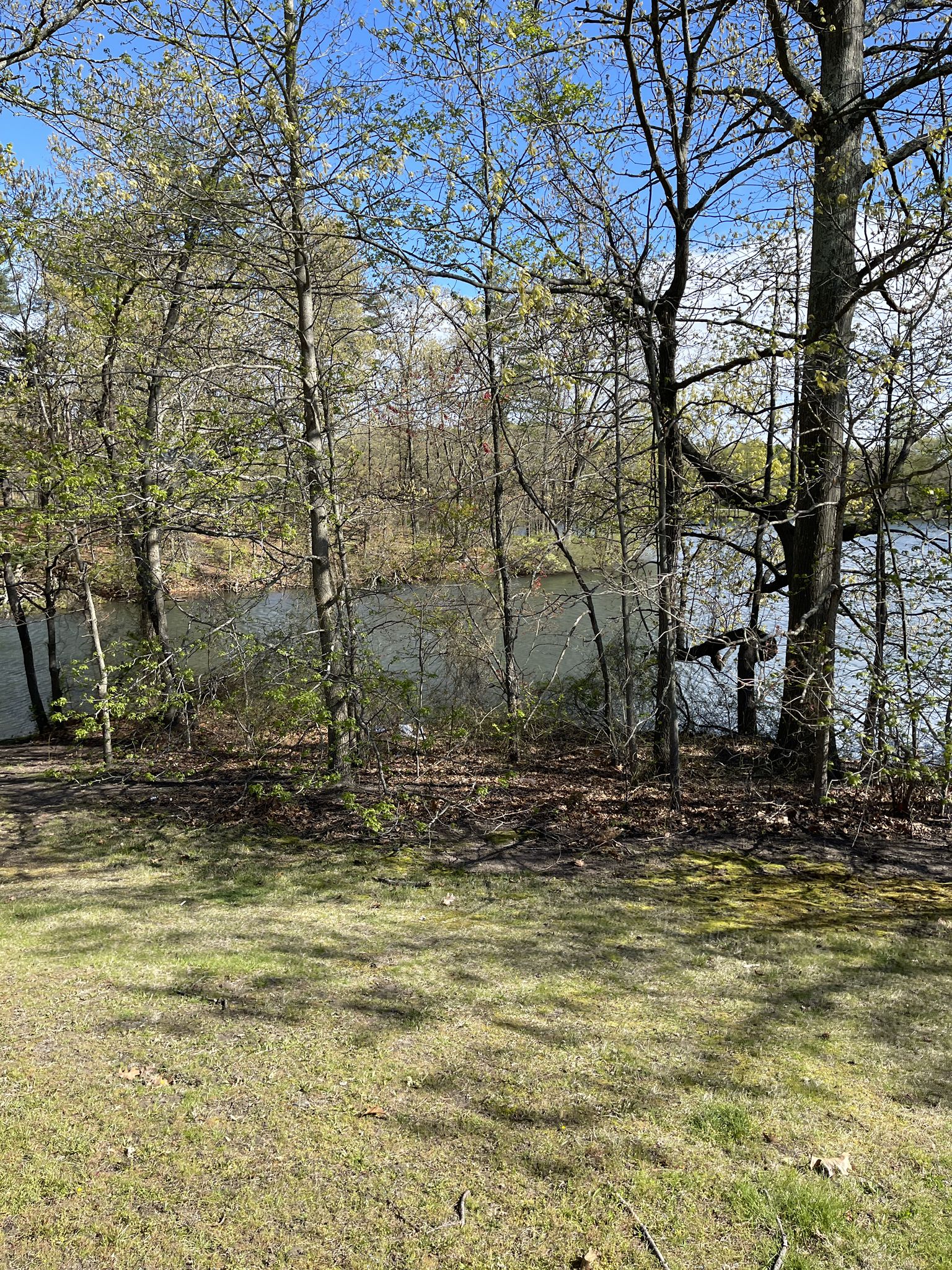 Grassy ground leads to a lake visible through sparse trees on a sunny day. - Big Lakes Trail