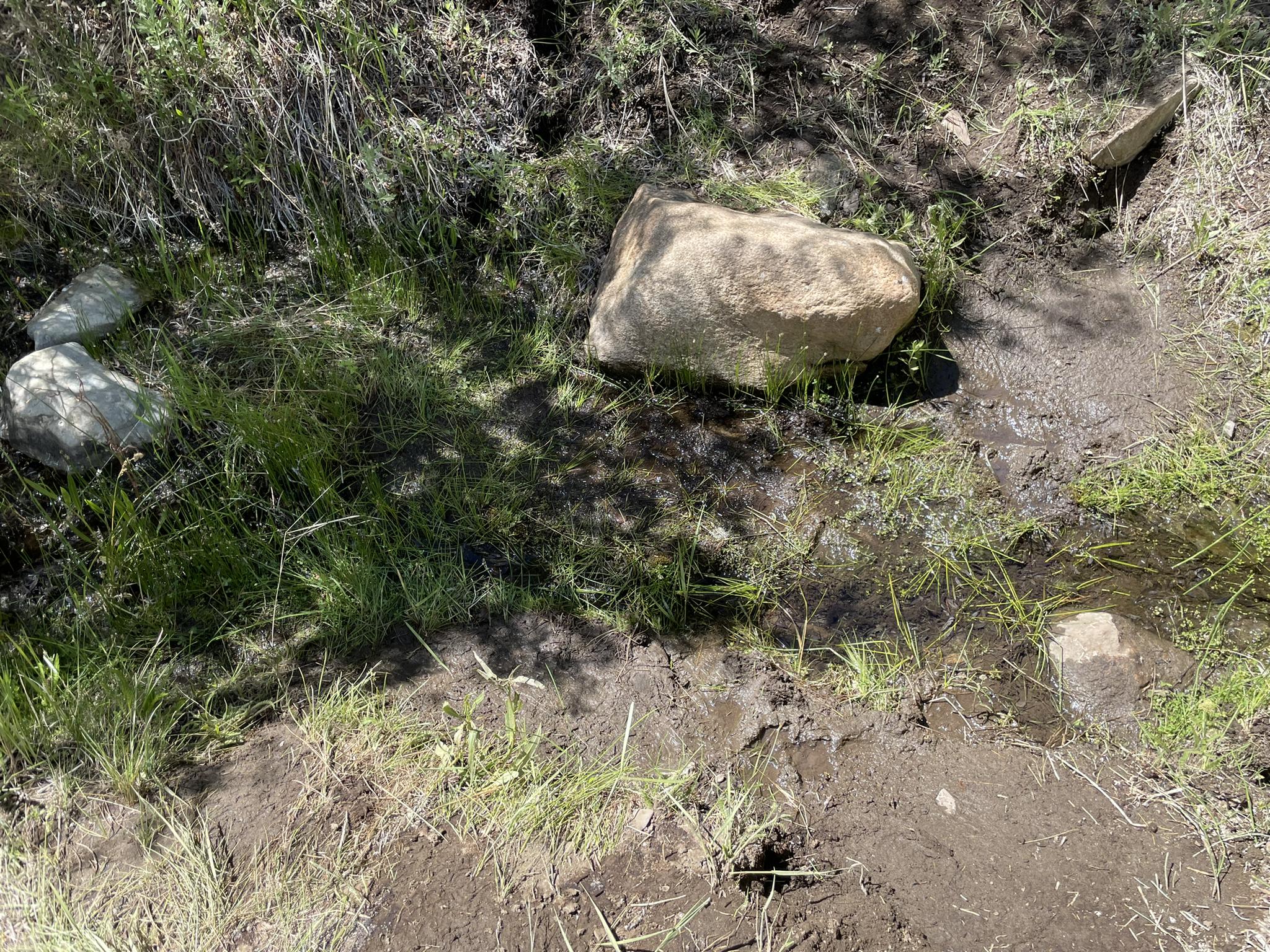 Close-up of muddy ground with green grass and large rocks in dappled light.