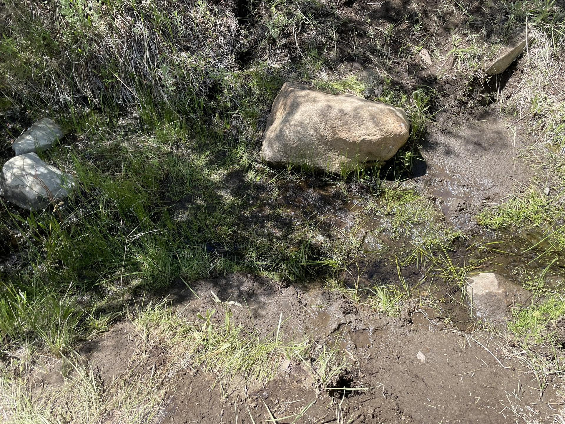 Close-up of muddy ground with green grass and large rocks in dappled light.