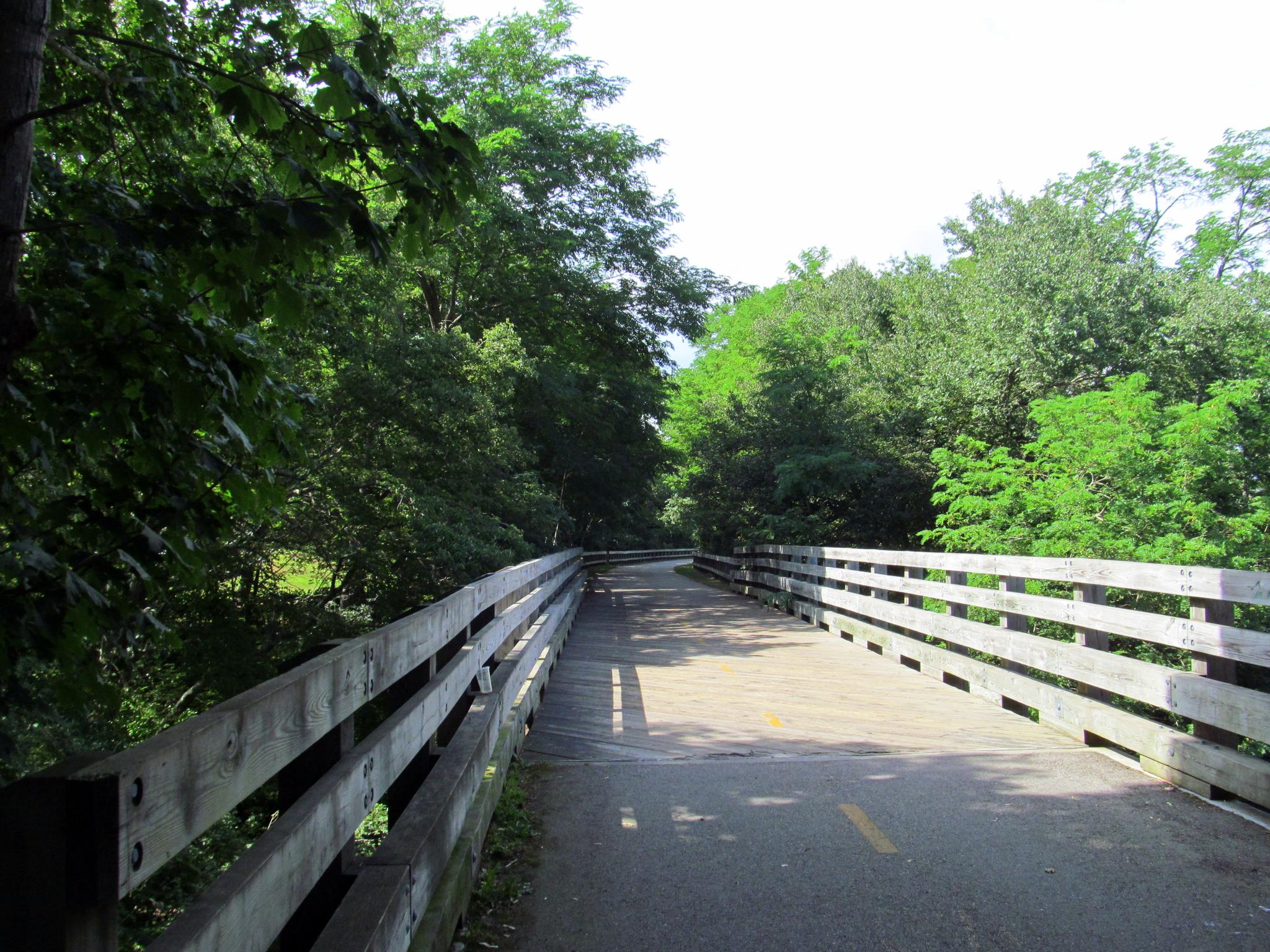 Paved path on a wooden bridge through dense green trees, bright daylight.