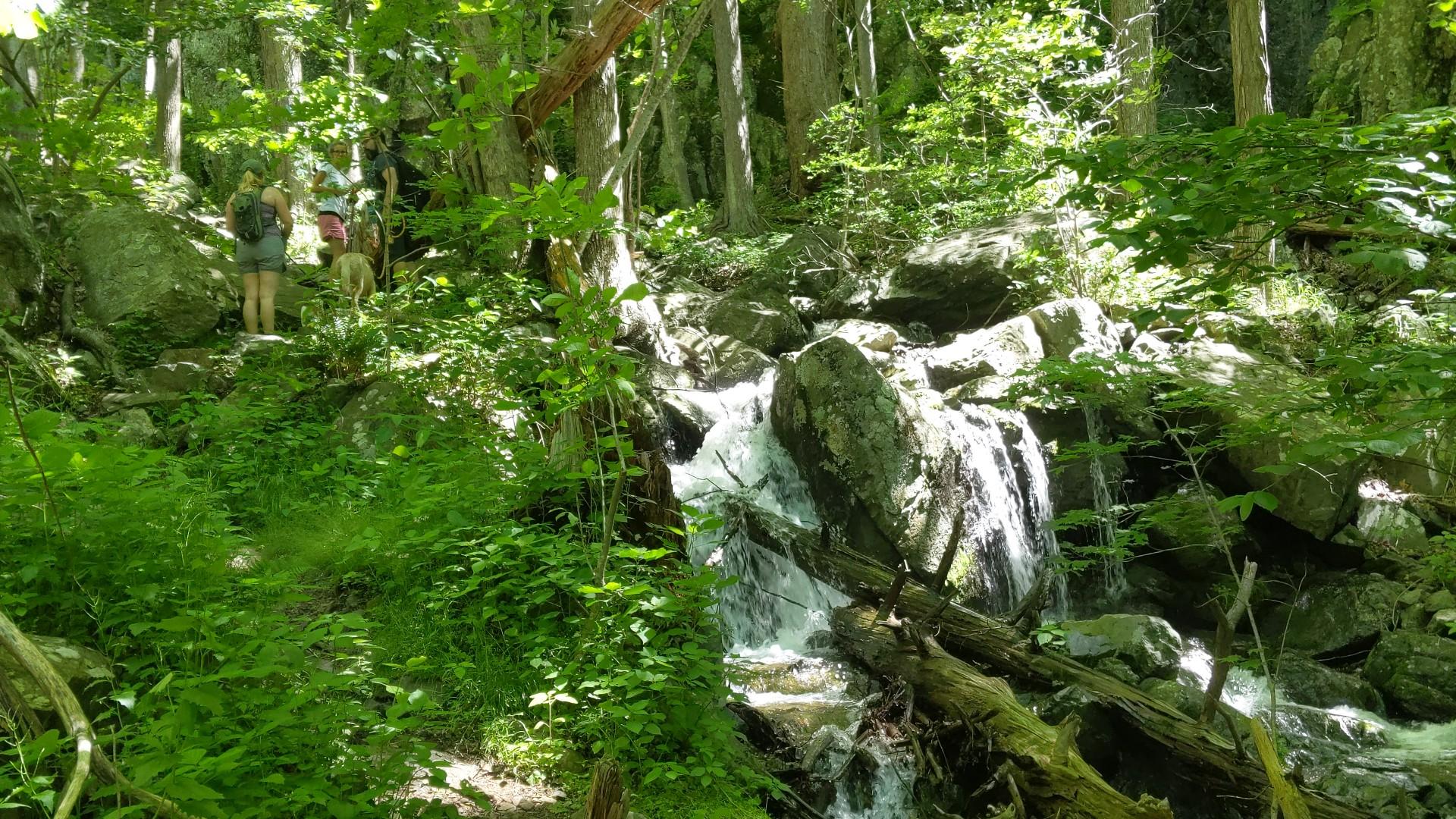People hiking near a small waterfall in a lush green forest.