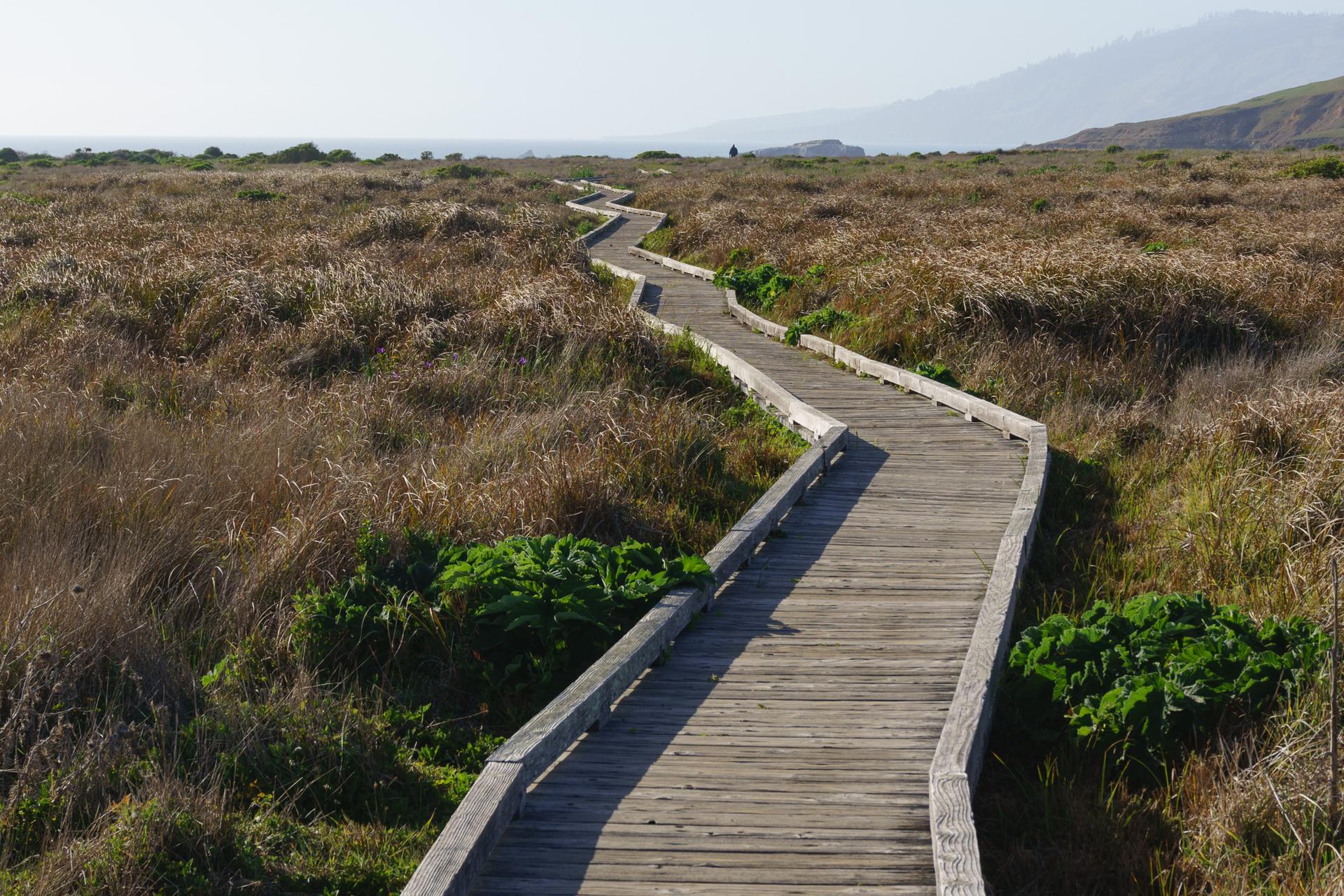Winding wooden boardwalk through dry coastal grass under bright daylight.