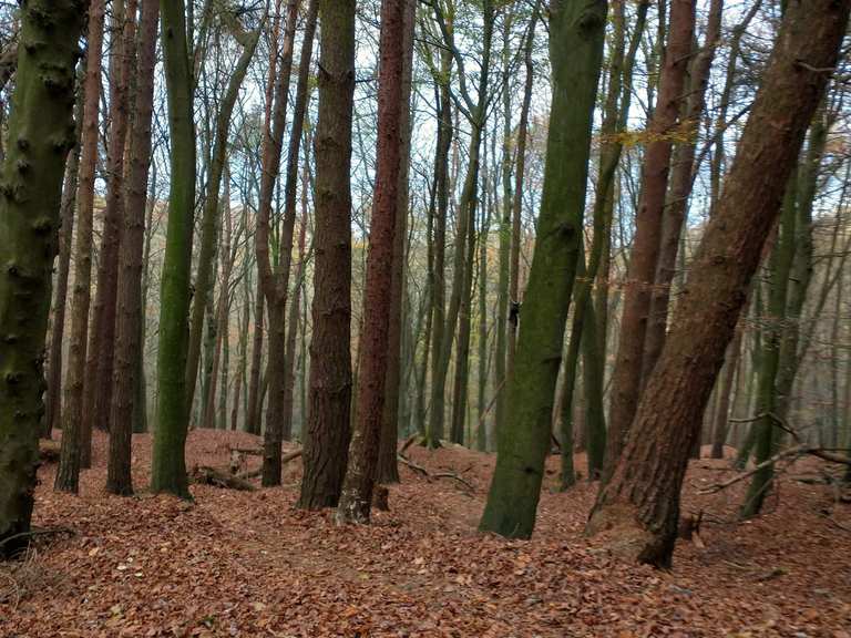 Brackley Gate Woods Routes for Walking and Hiking Komoot