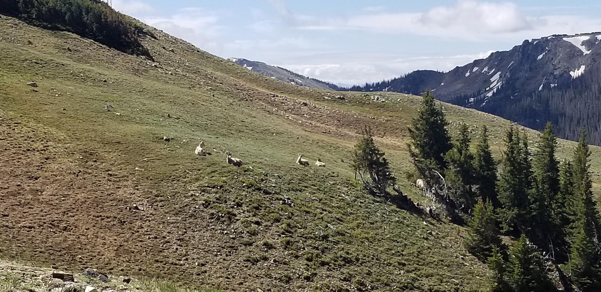 A herd of deer grazing on a grassy mountain slope with scattered trees.