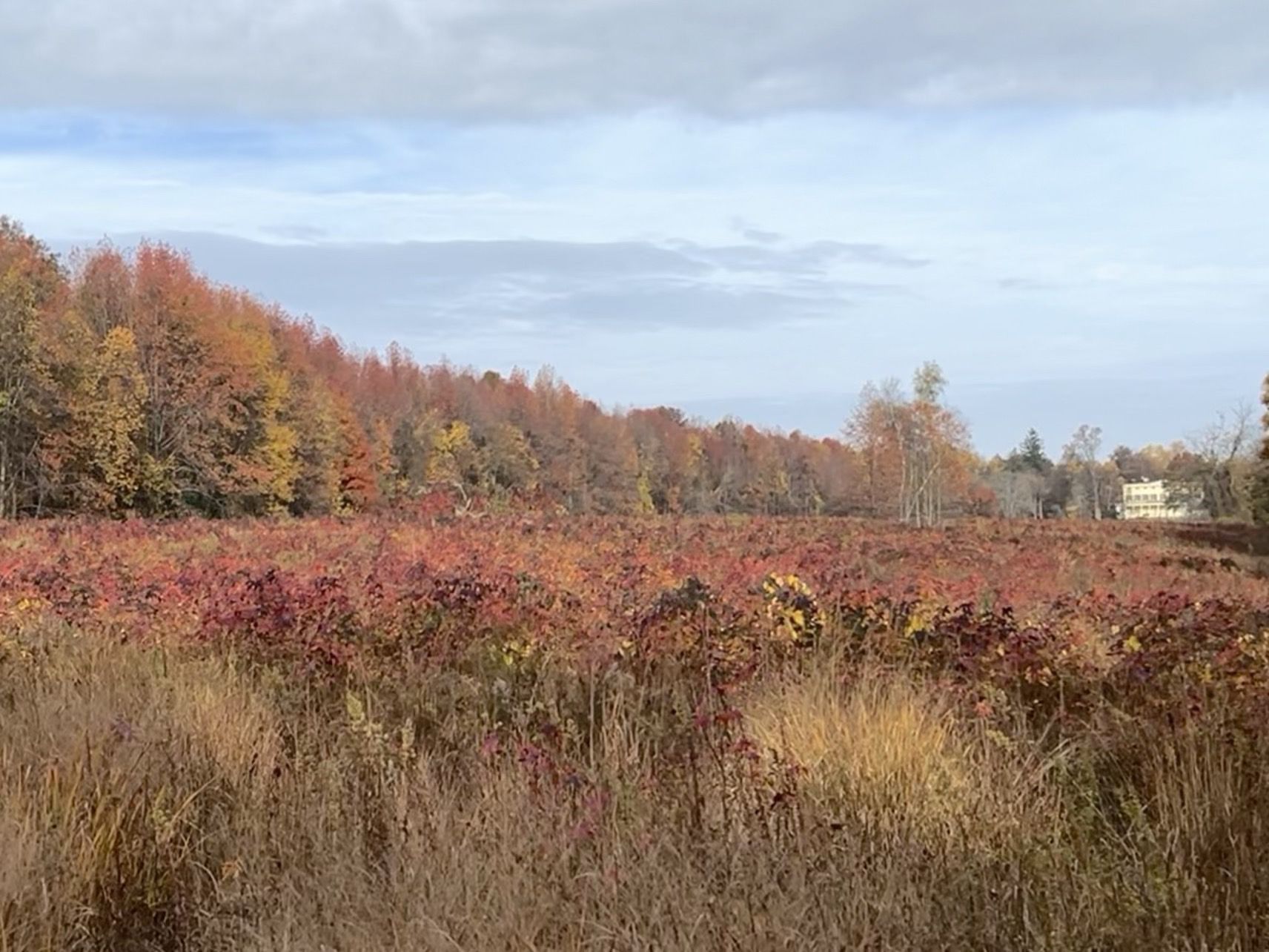 Vibrant red and orange autumn foliage in a field with distant trees. - Hiking loop from Harrison