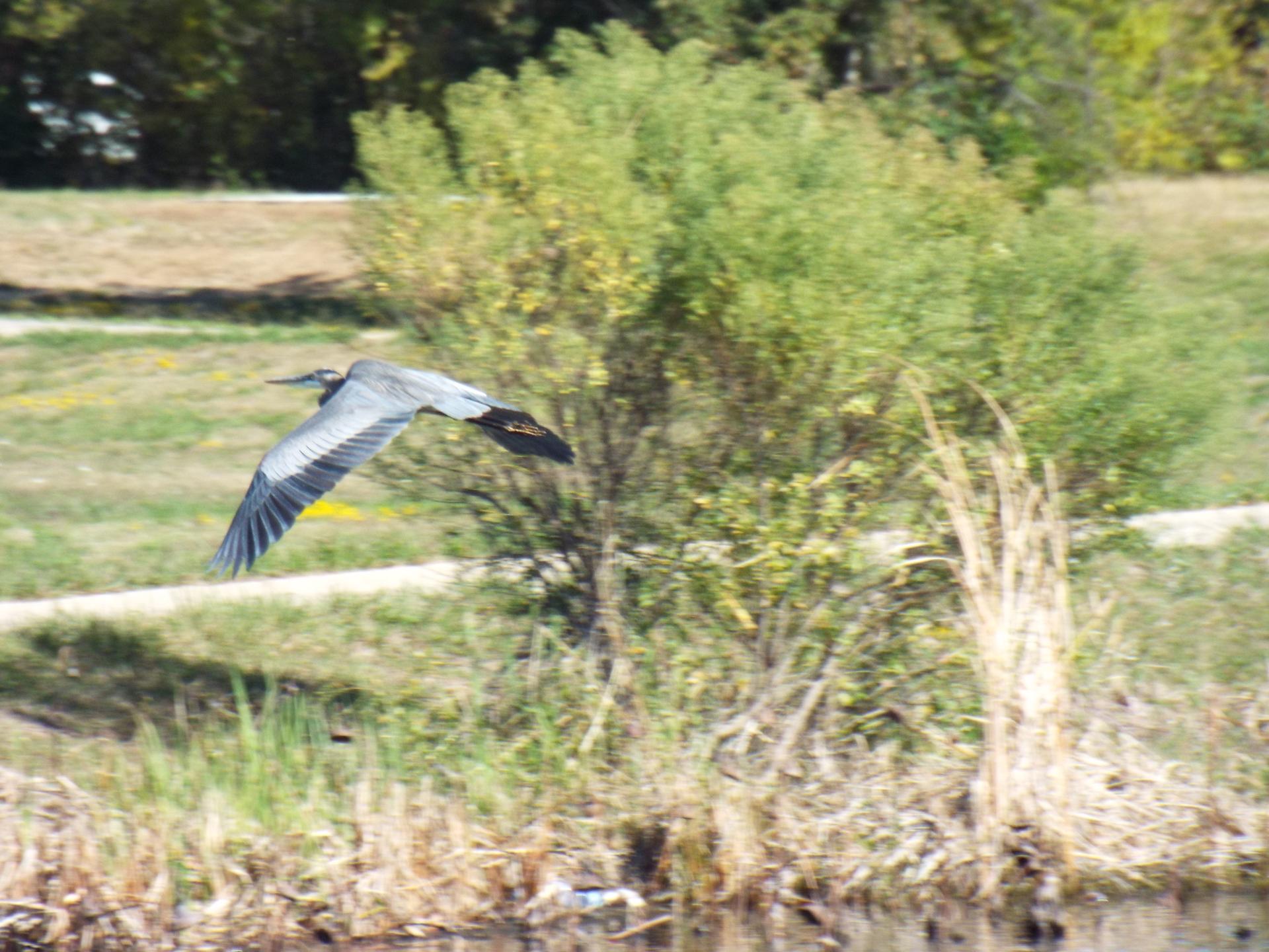 Large bird with outstretched wings flying over a sunny, green landscape.