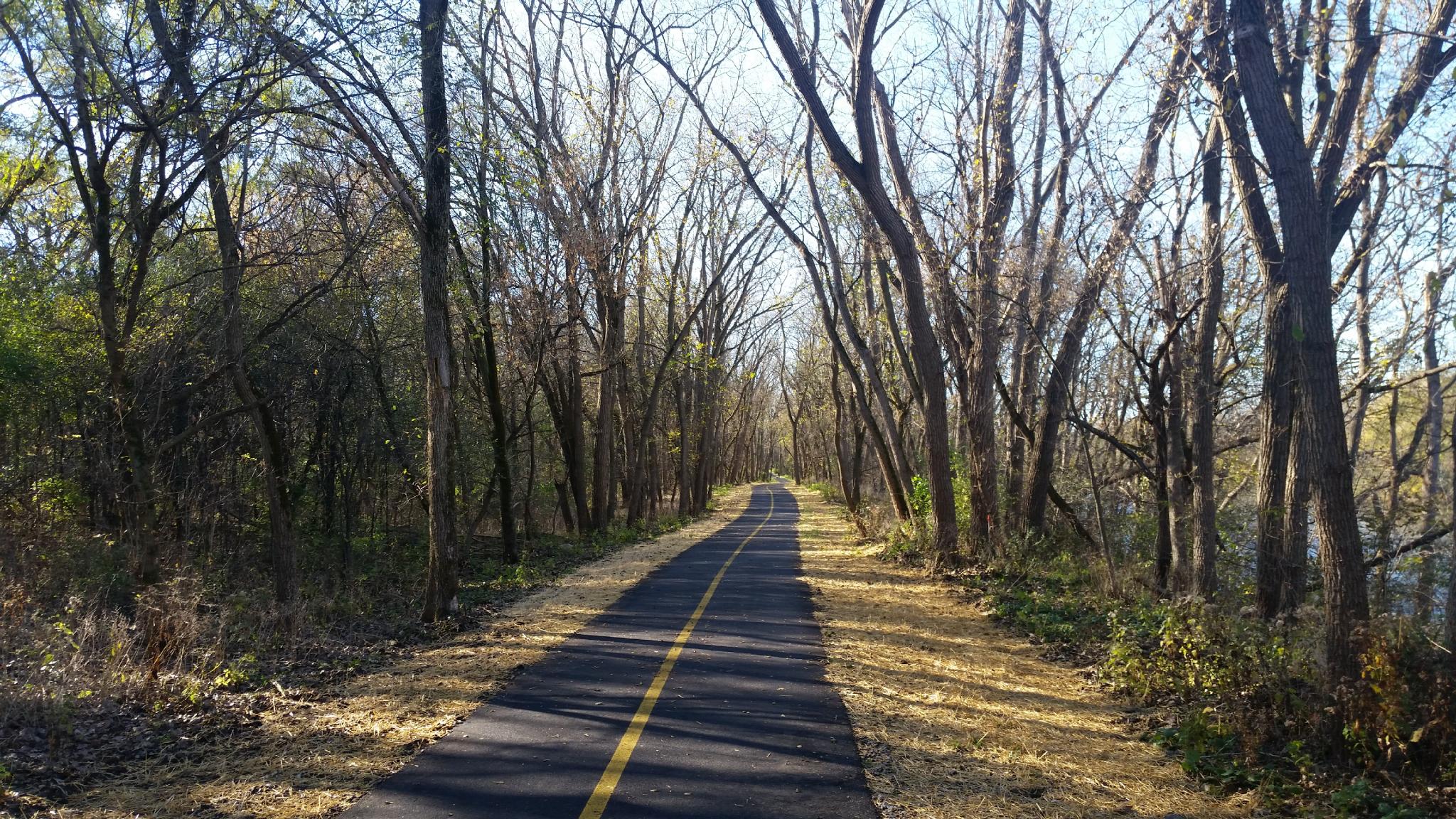 A paved path with a yellow line through a forest of bare trees on a sunny day.