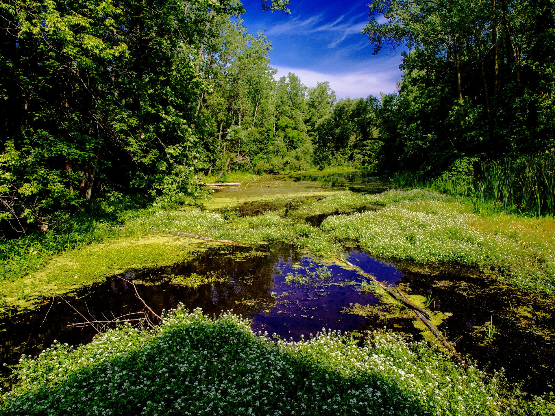 Brightly lit swamp with dark water, green algae, white flowers, and dense trees.