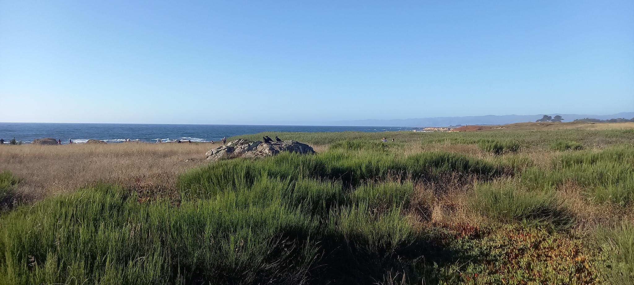 Sunny coastal field with green grasses and the ocean in the background.