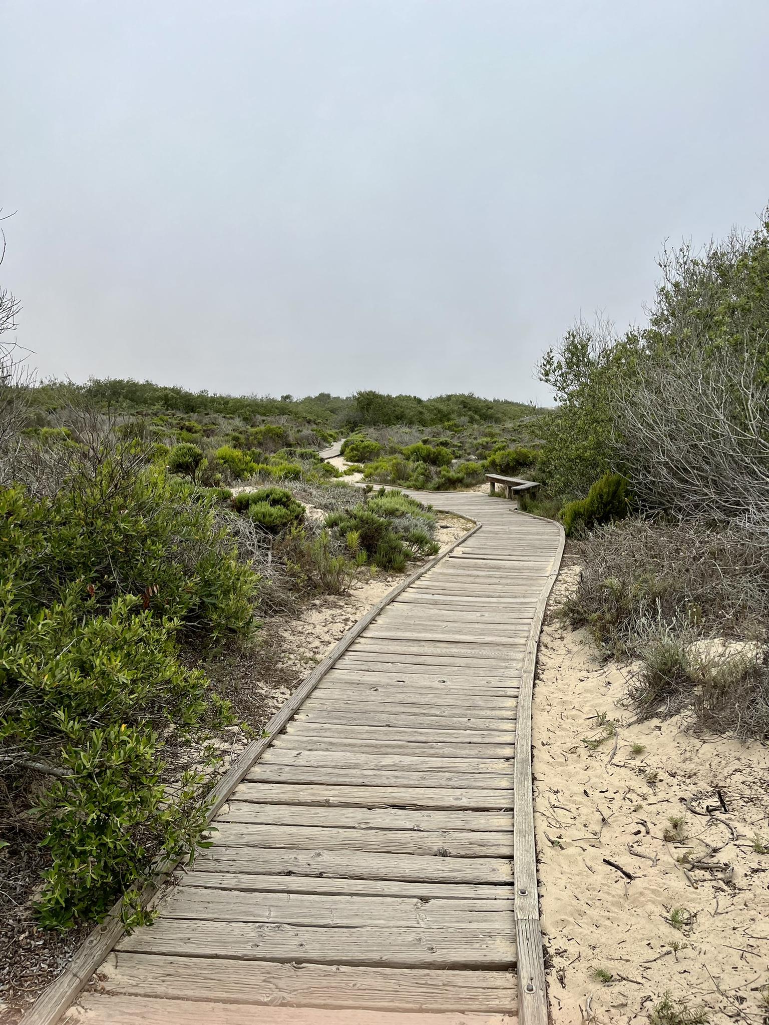 Wooden boardwalk winding through green coastal scrub under an overcast sky.