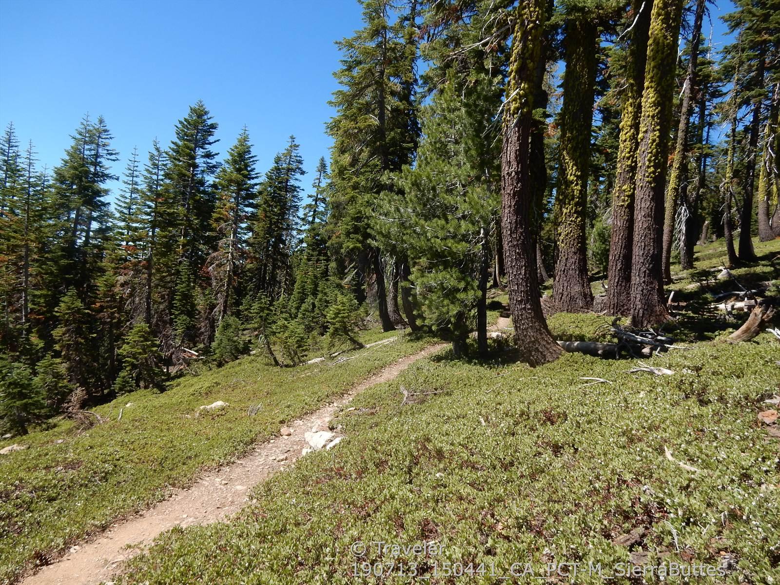 Dirt trail winding through a sunny forest of tall pine trees and green undergrowth.