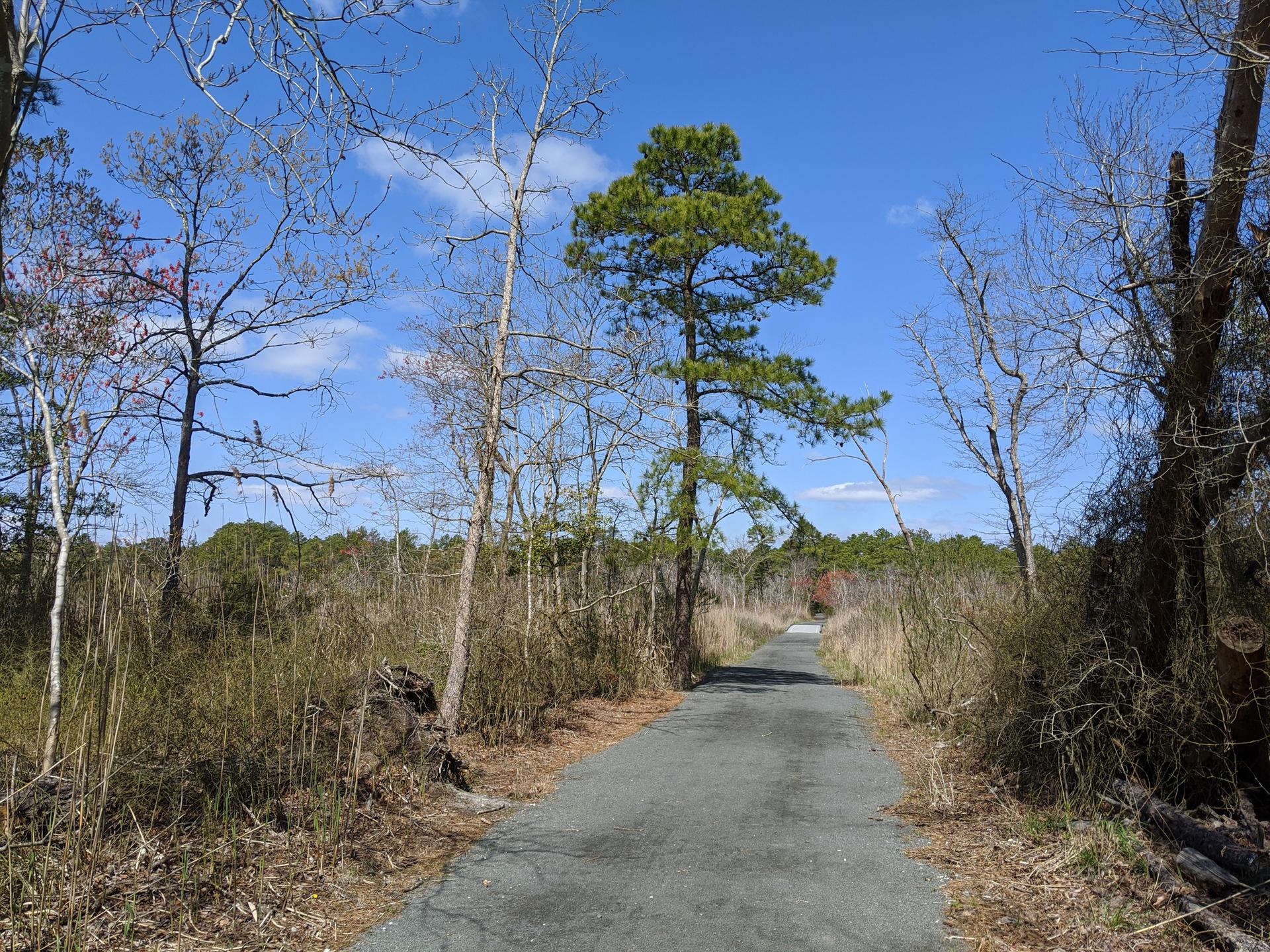 A paved path leads through a wooded area under a clear blue sky.
