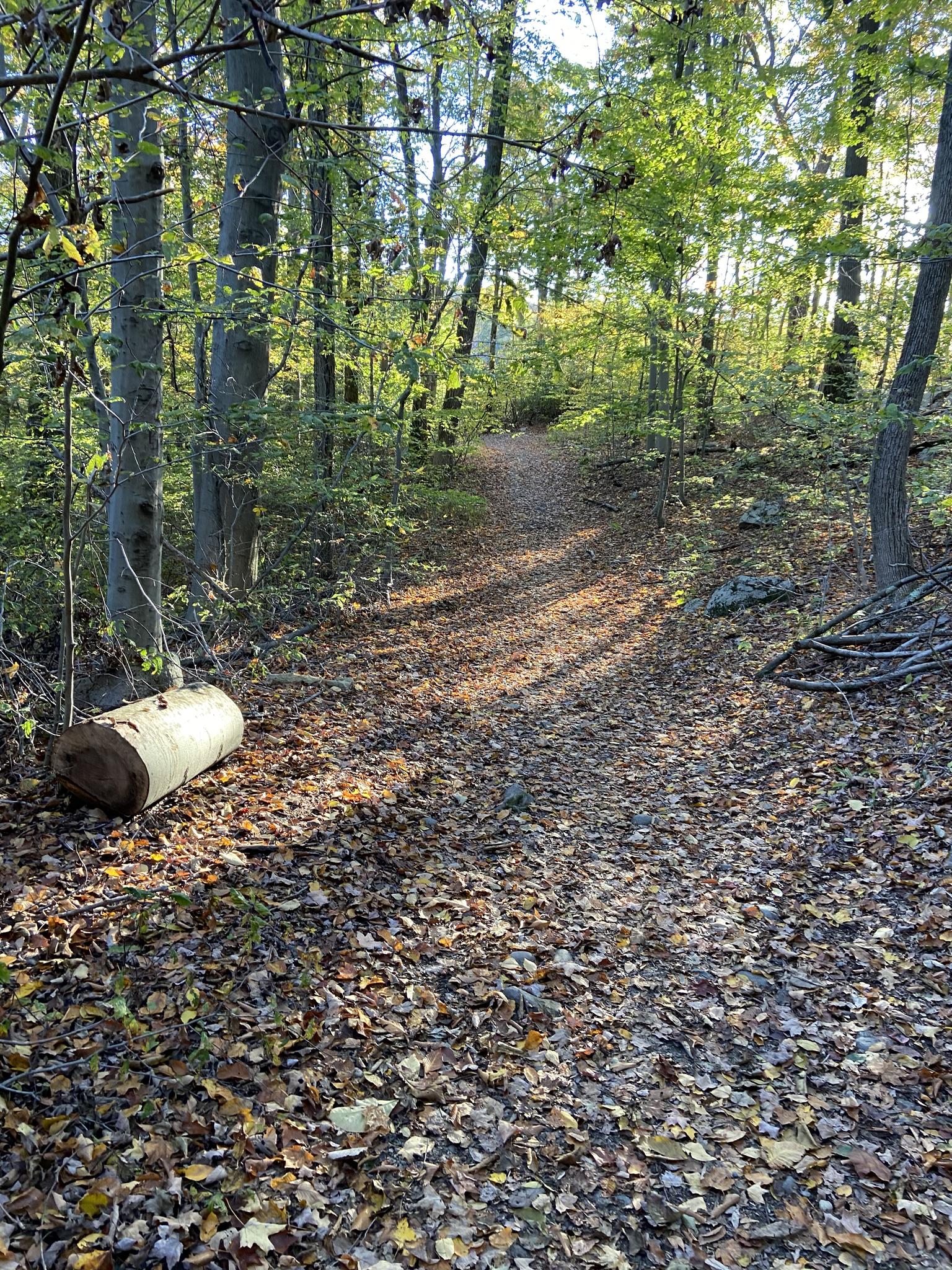 A sun-dappled forest path covered in autumn leaves, with tall trees.