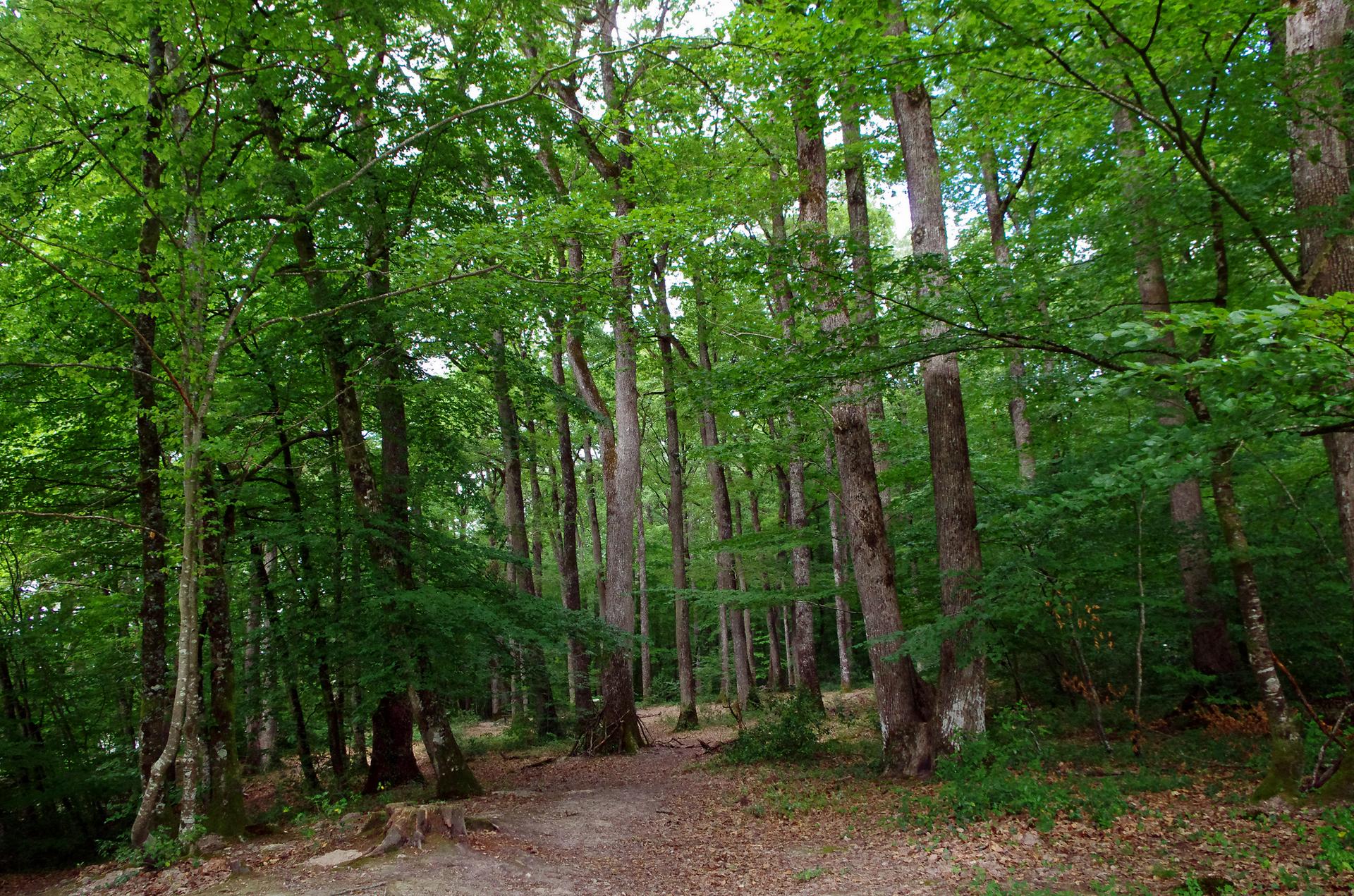 A dirt path winds through a dense, green forest with tall trees.
