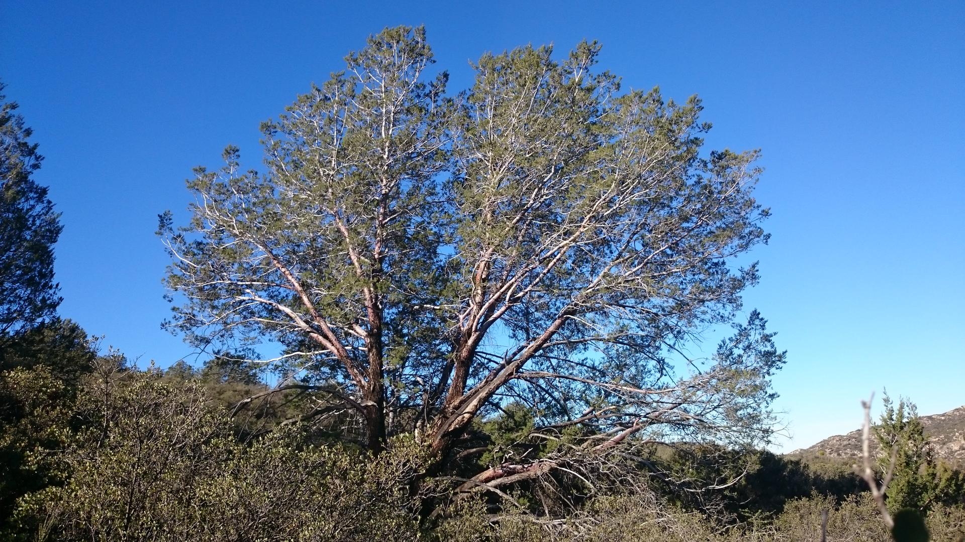 A large, full tree with green leaves stands against a clear blue sky.