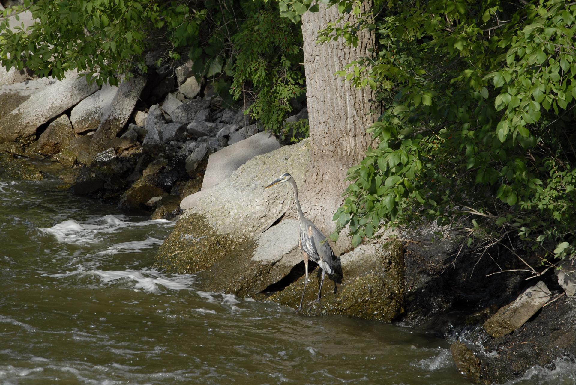 A great blue heron stands on a rocky riverbank with flowing water.