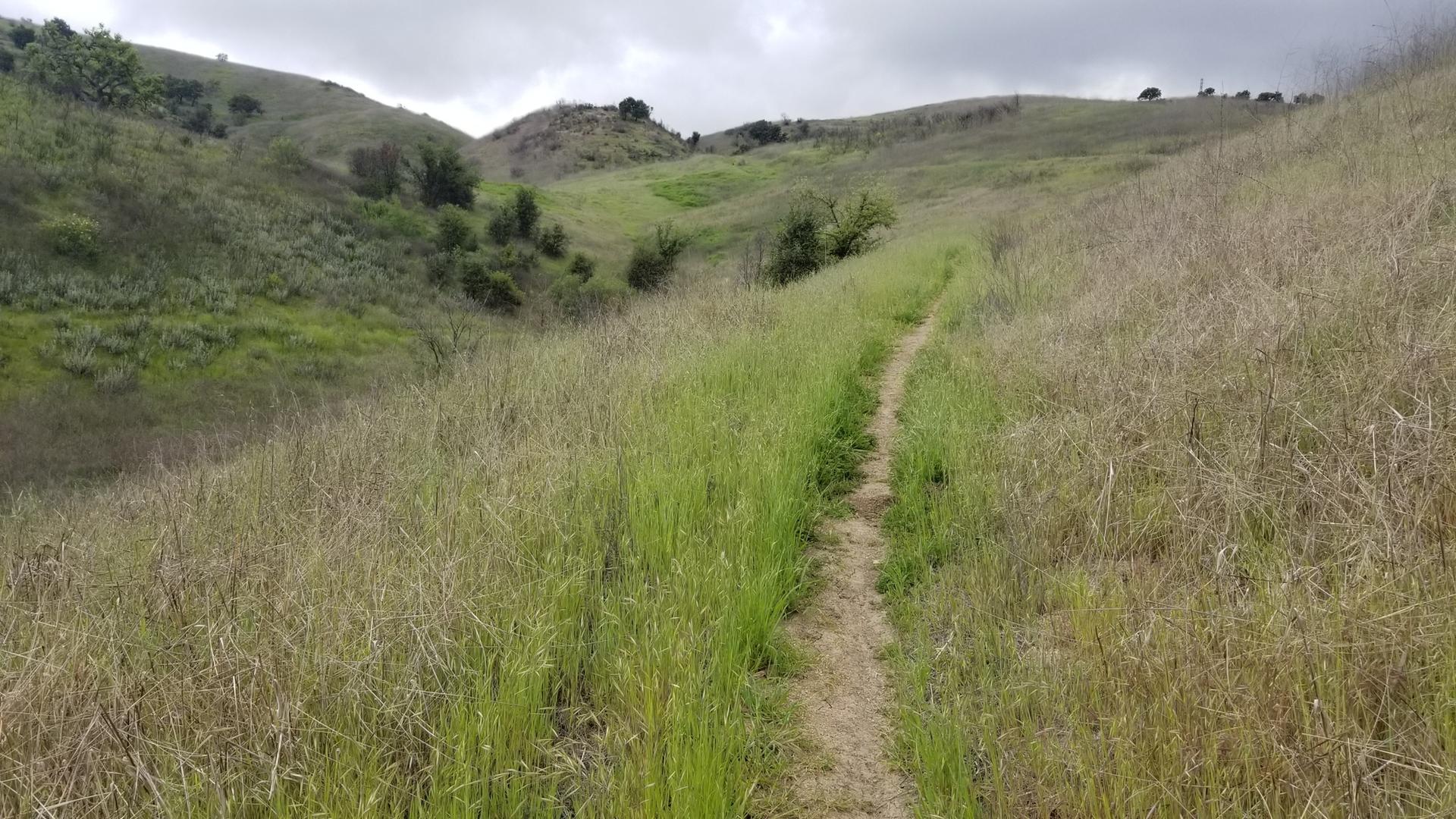 A narrow dirt path winds through tall green and dry grass.