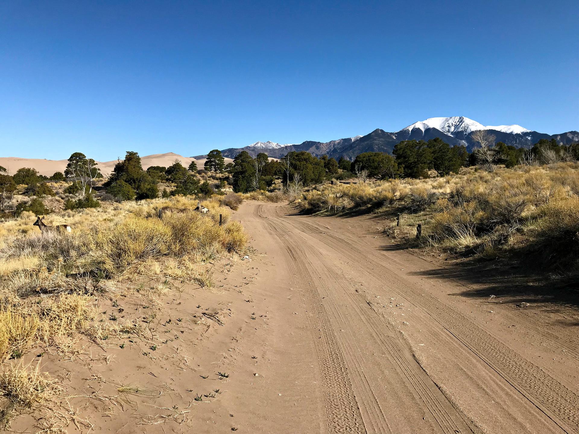 Dirt road through sandy terrain towards snow-capped mountains under clear sky.