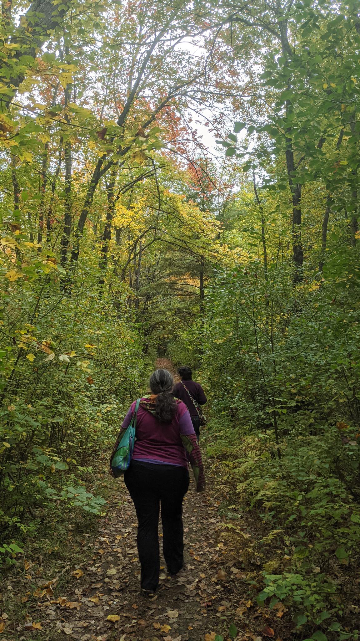 Two people walk away on a vibrant autumn forest path under bright light.