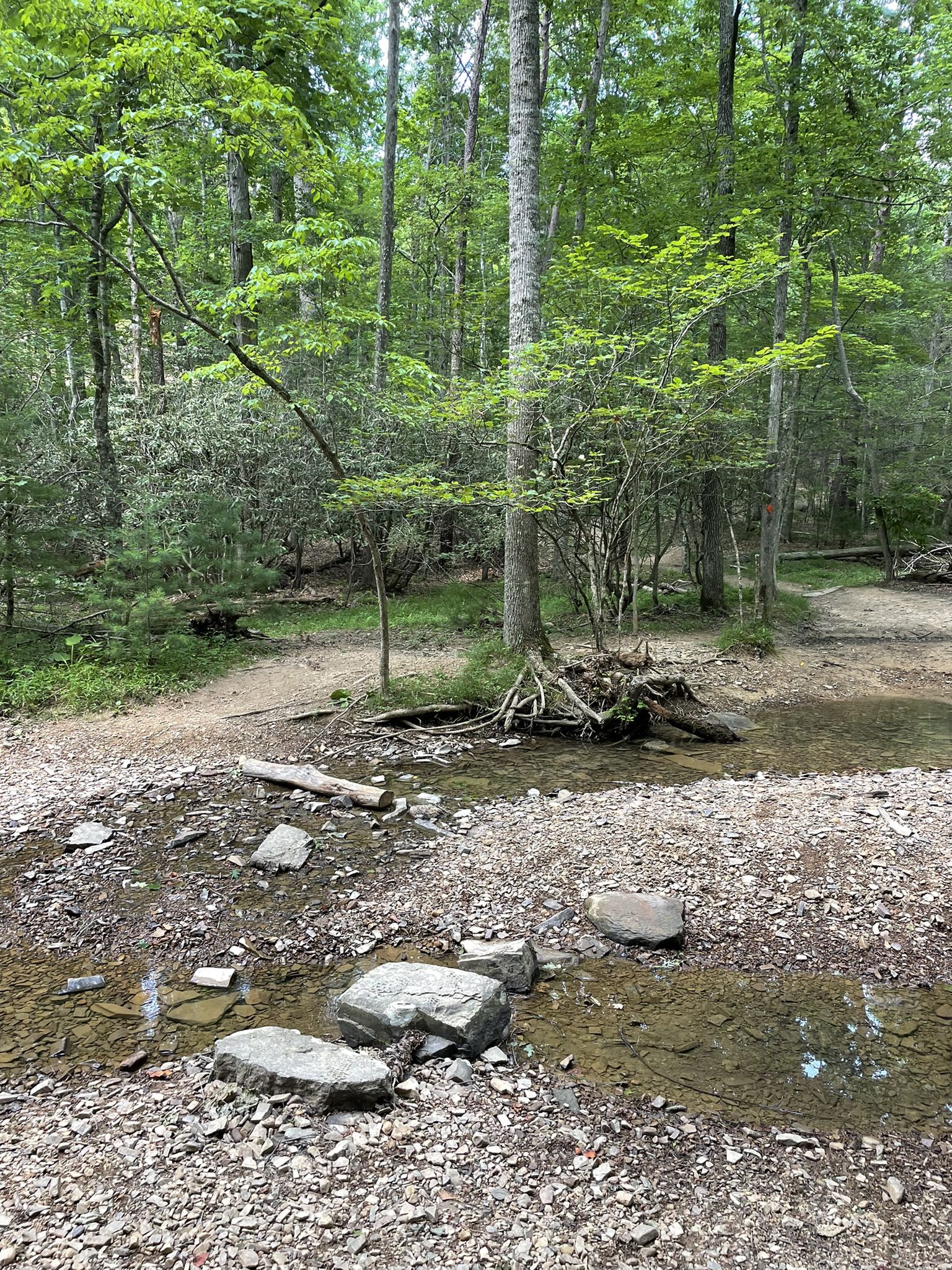 Forest stream with stepping stones, surrounded by lush green trees. - Mountainbike loop from Pandapas Pond Upper Lot Parking