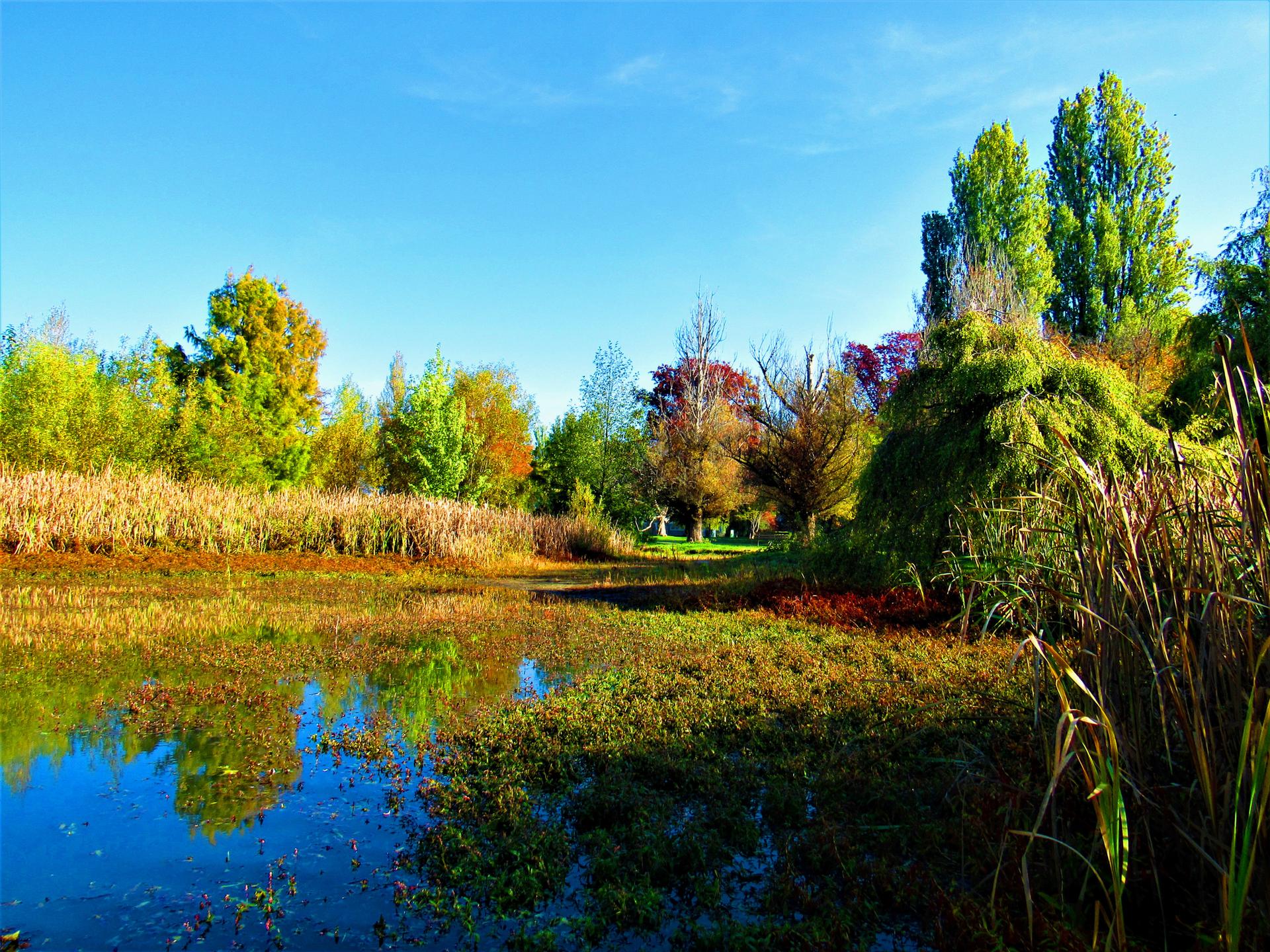 Brightly lit pond reflecting trees and sky, surrounded by colorful autumn foliage and tall reeds.