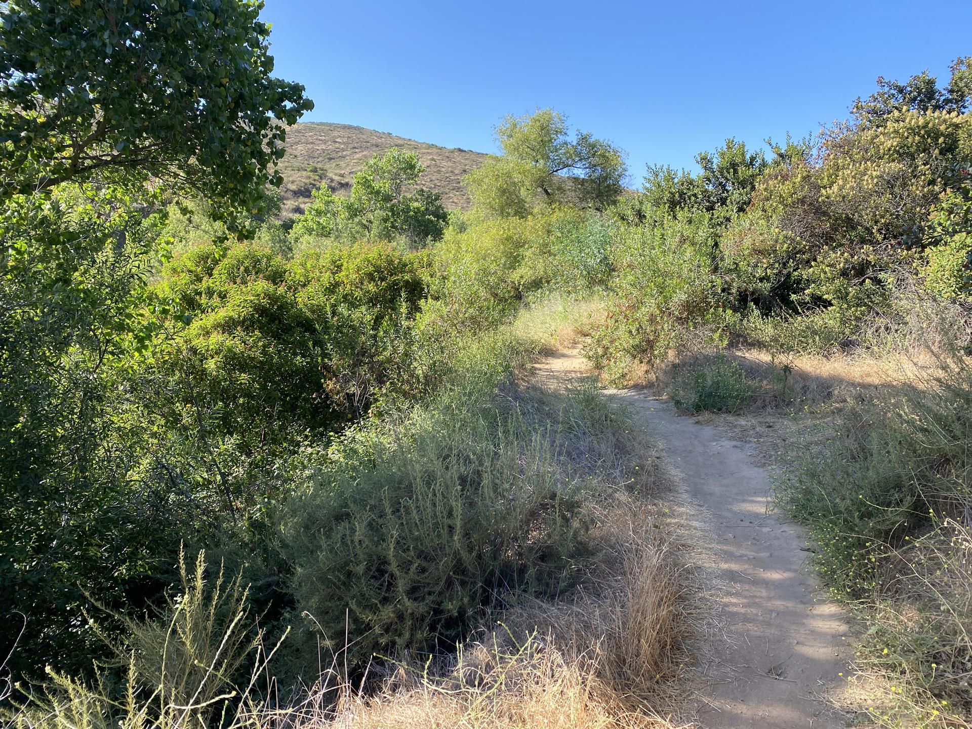 A sunlit dirt path winds through dry and green brush towards a hill.