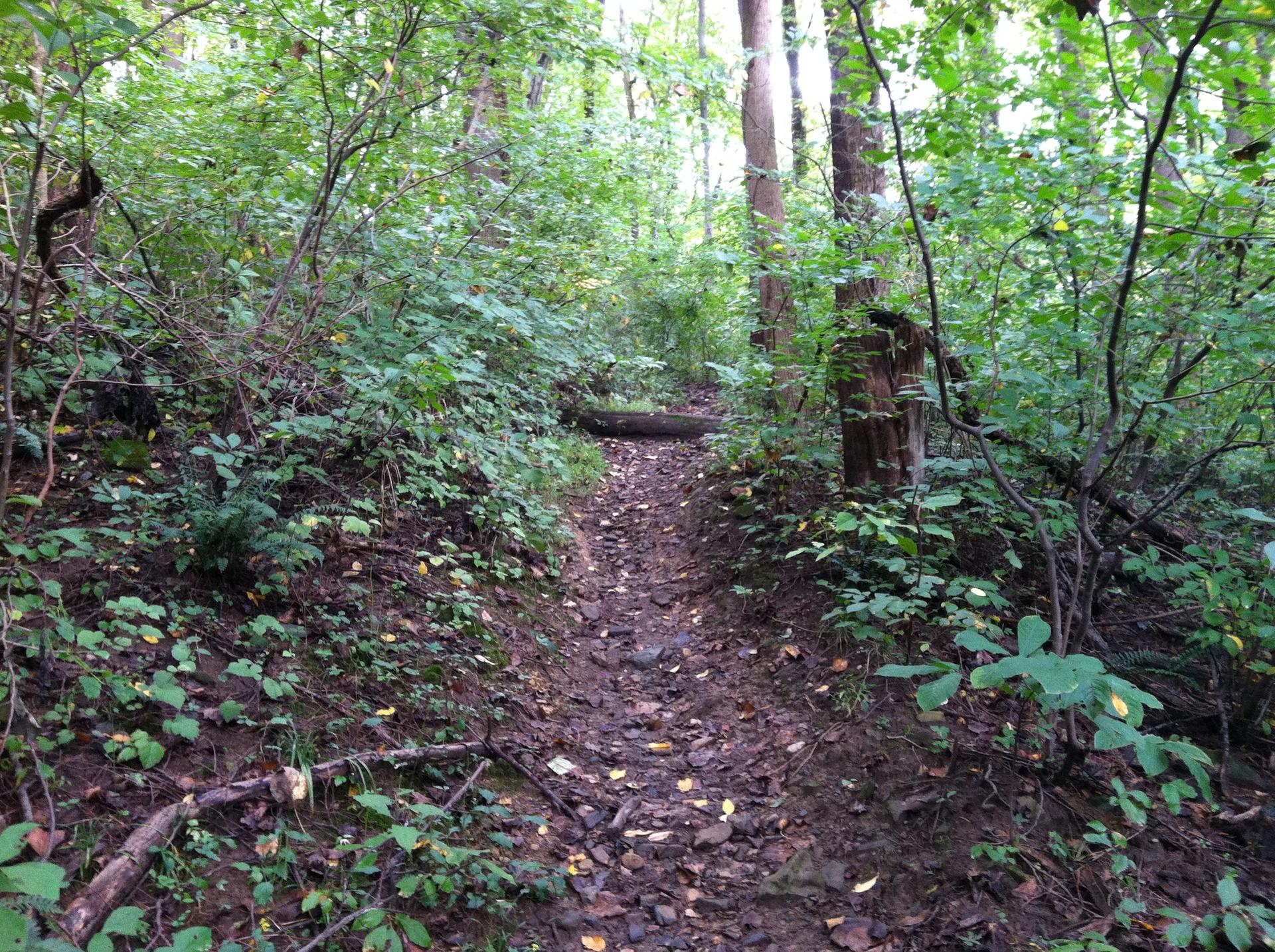 A narrow, leaf-strewn dirt path winds through a dense, shaded green forest.