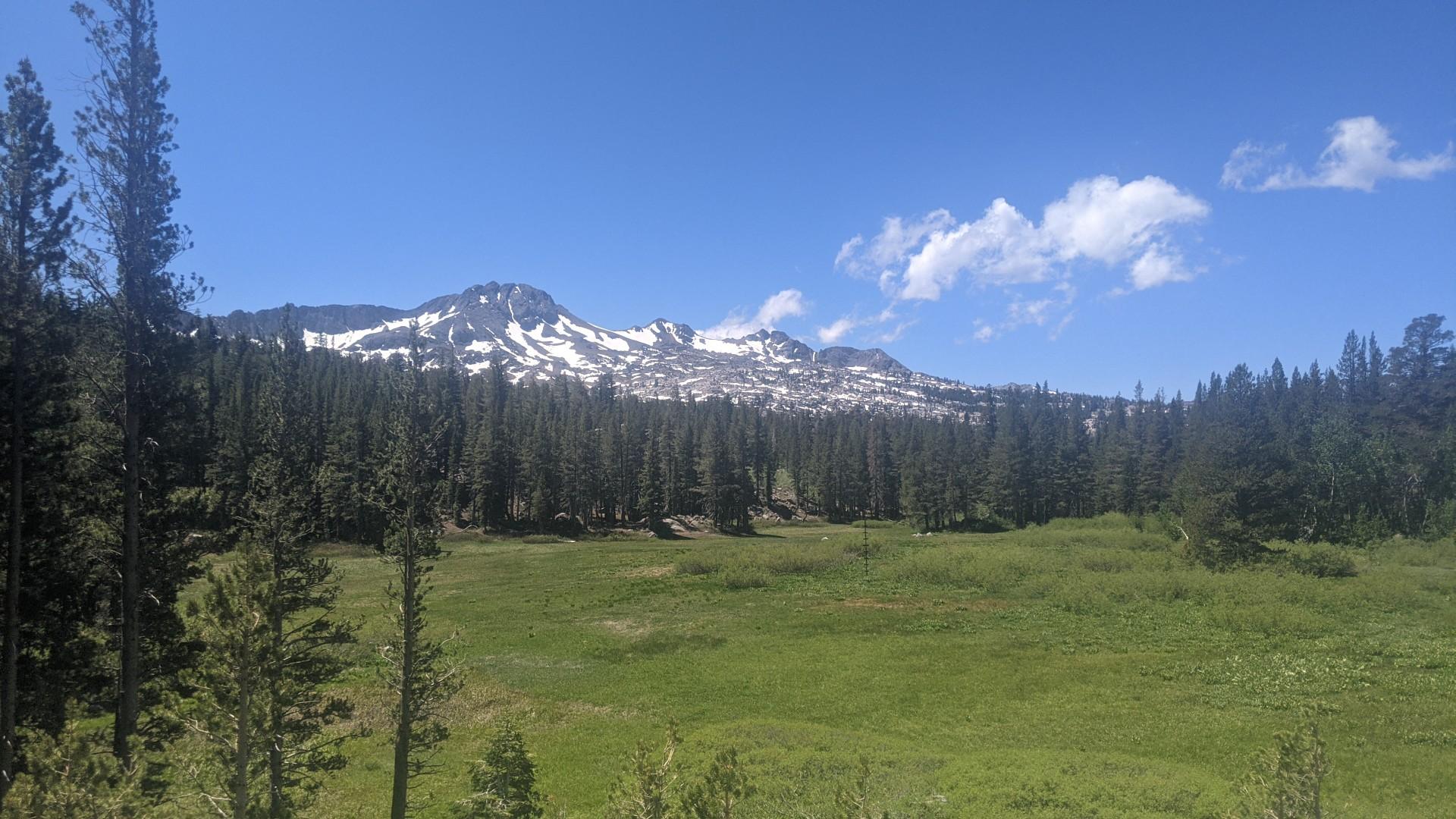 Sunny green meadow bordered by pine trees and snow-capped mountains.