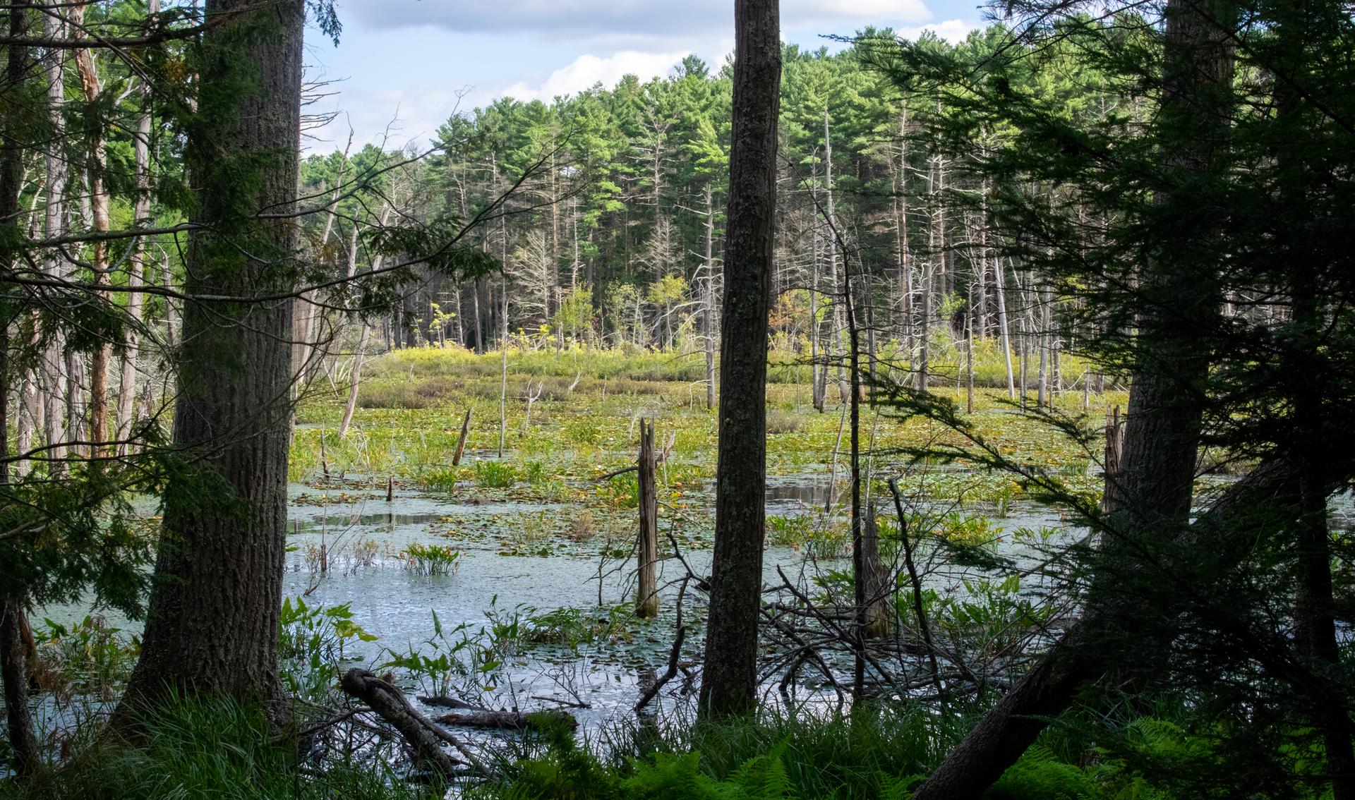 Dense forest surrounds a marshy pond under a cloudy sky.