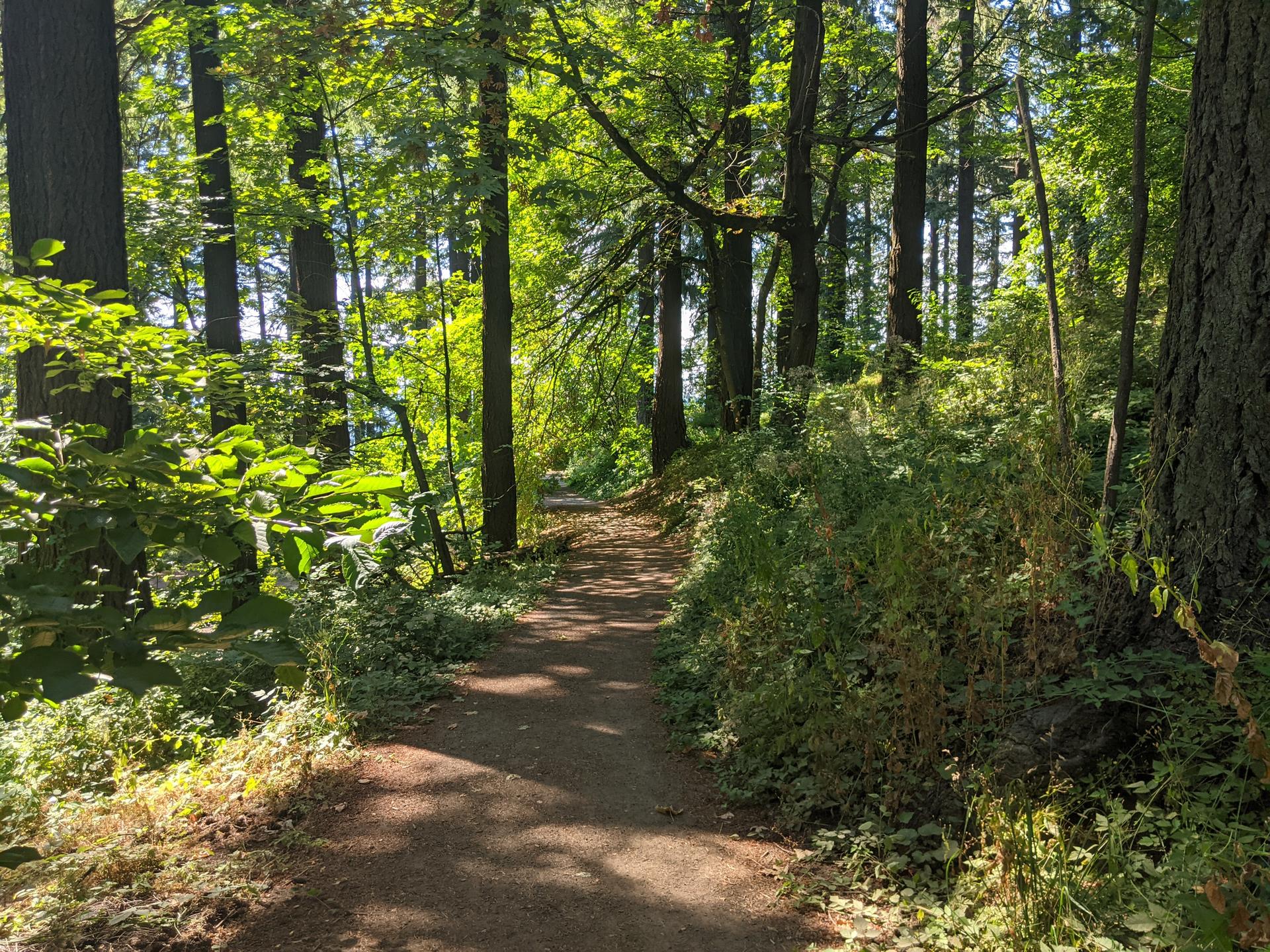 Dappled sunlight illuminates a winding dirt path through a dense forest.