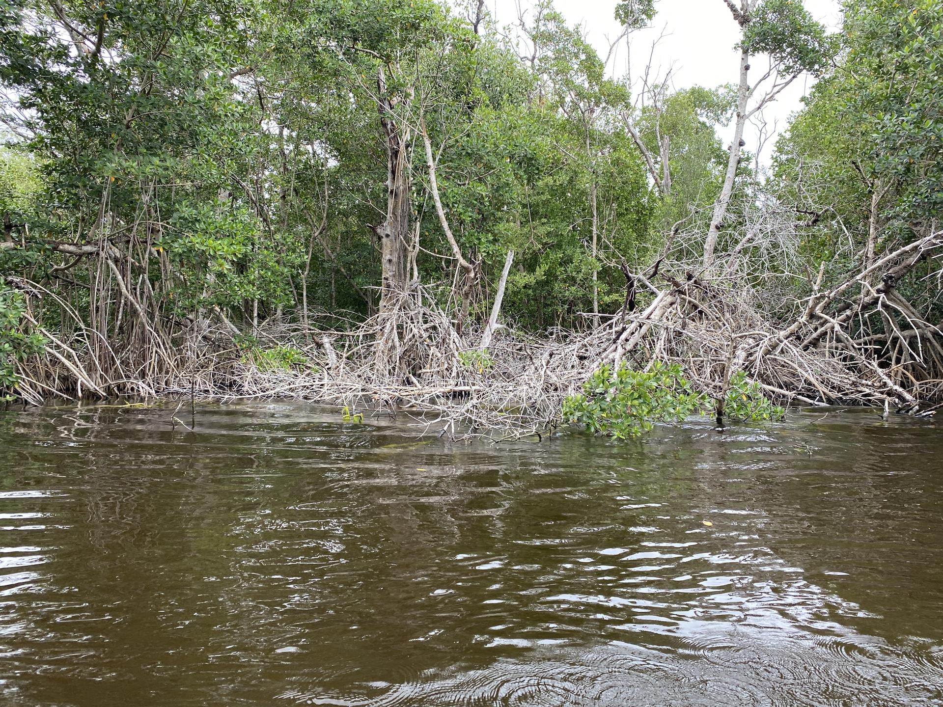 Dark water flows past dense green trees and fallen branches under diffused light.