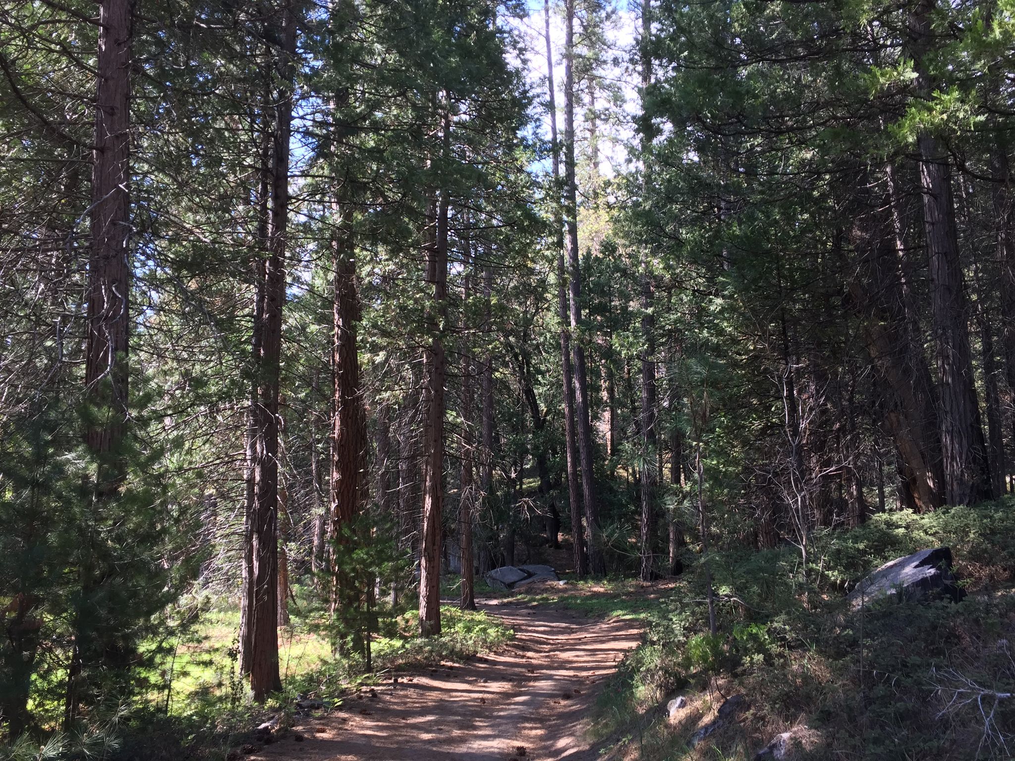 Sunlit dirt path winding through a dense forest of tall pine trees. - Wawona Meadow Loop Trail