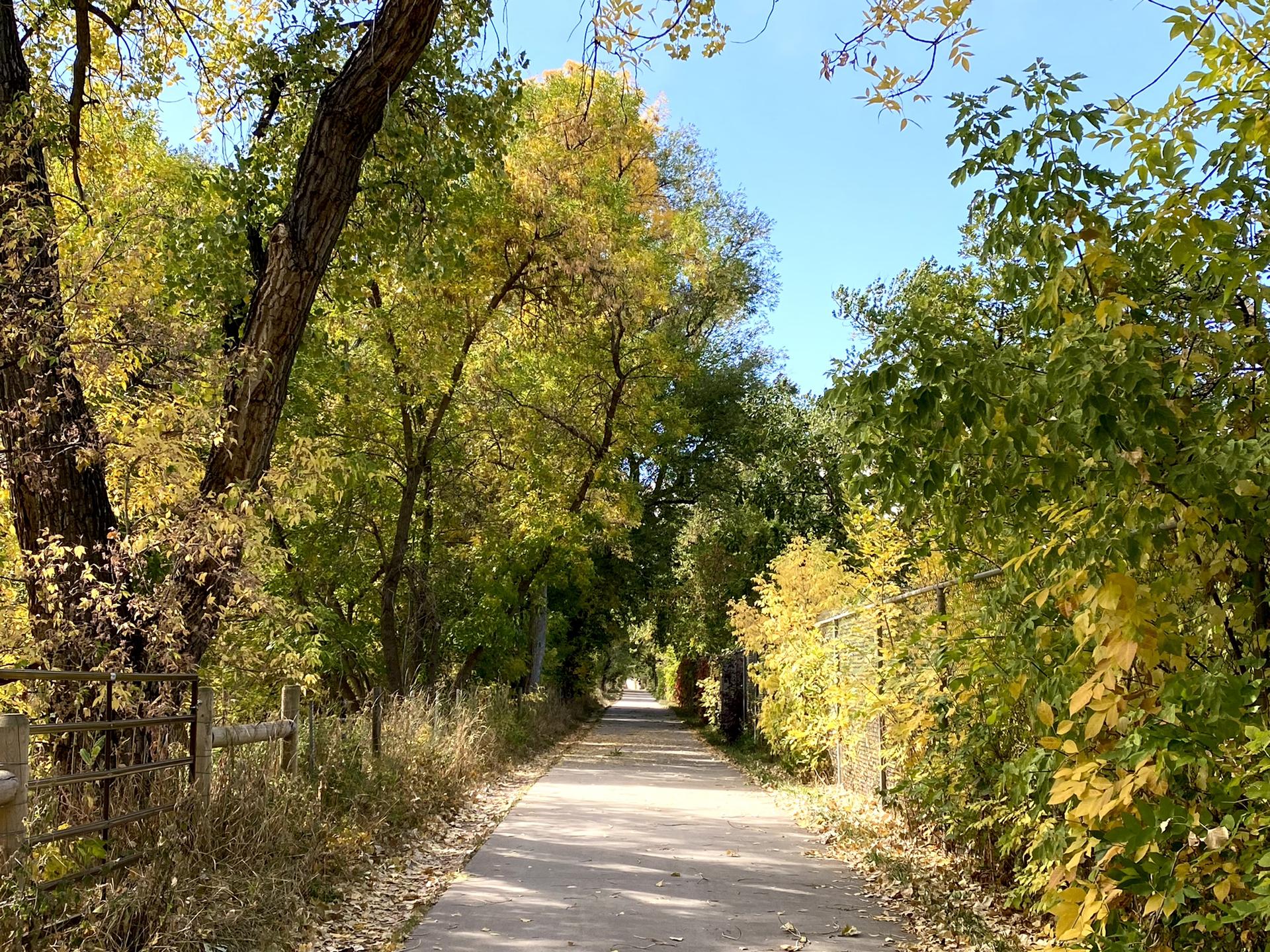 A sunlit paved path winds through vibrant autumn trees.