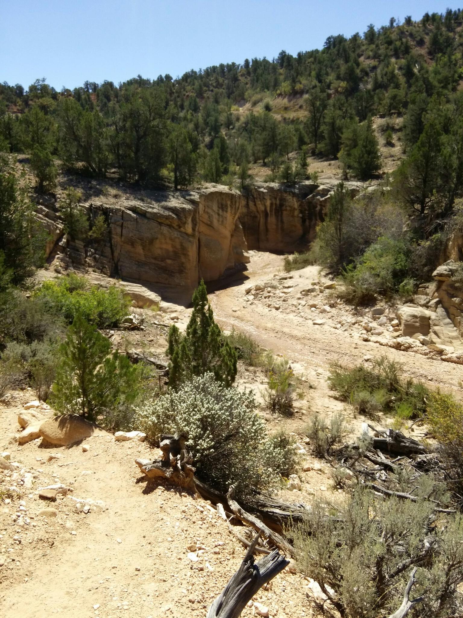 Deep, dry canyon with sandy floor, surrounded by arid vegetation.