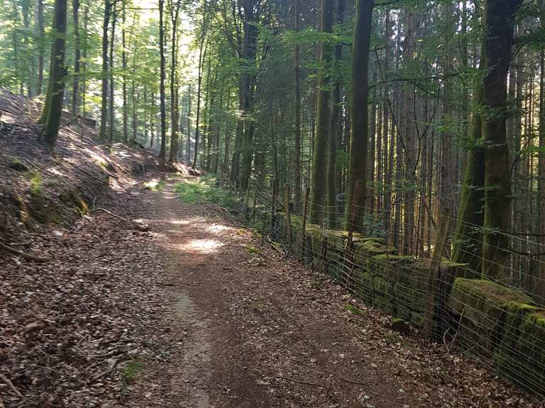 Löwensteiner Trail MountainbikeTouren komoot