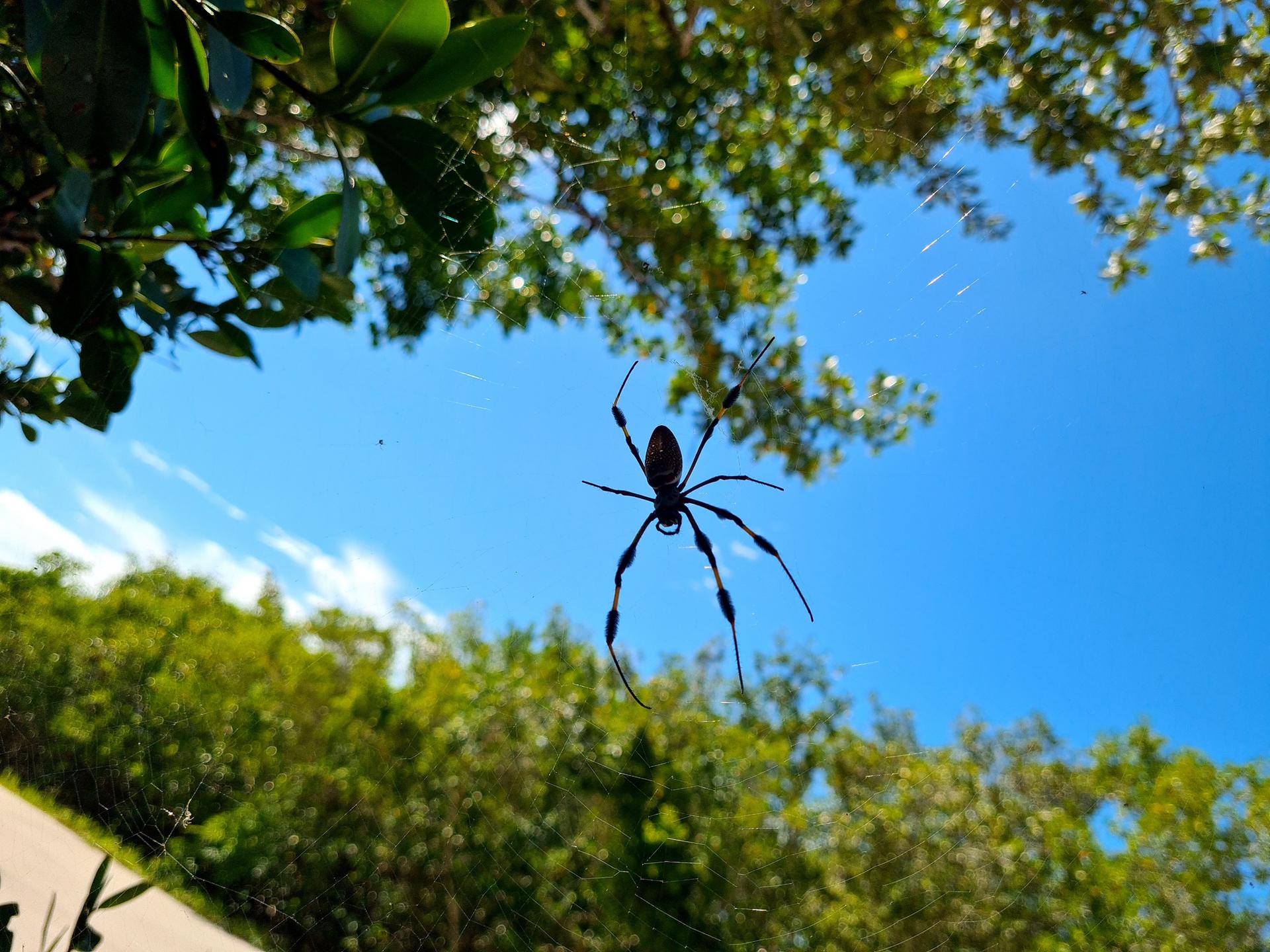 Large spider in a web against a bright blue sky and green foliage.