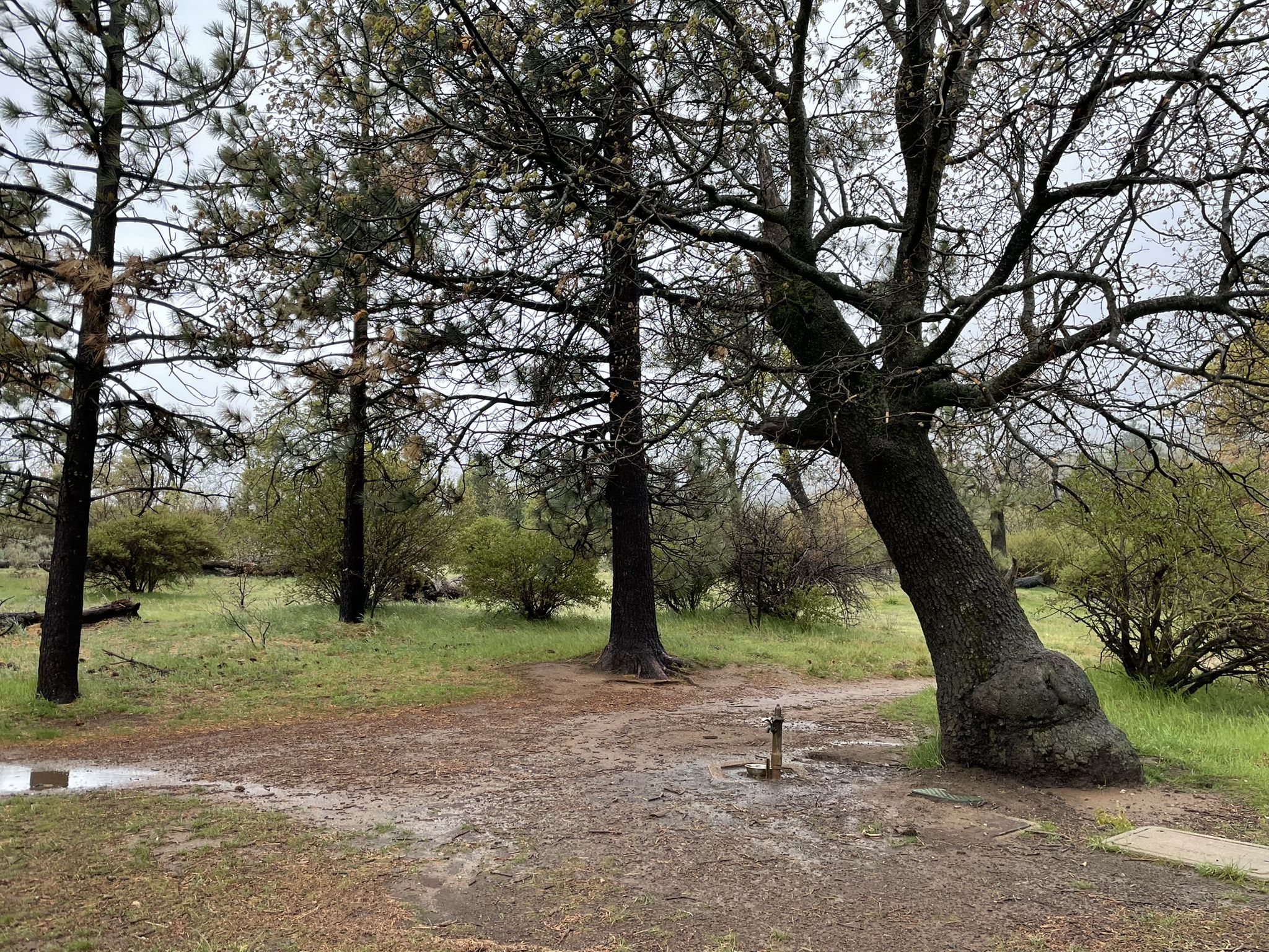 Overcast forest scene with a muddy path and large trees. - Garnet Peak via PCT