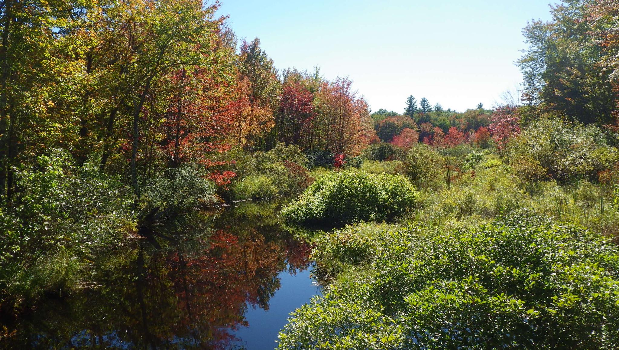 Autumn foliage reflects in calm water surrounded by dense green bushes.