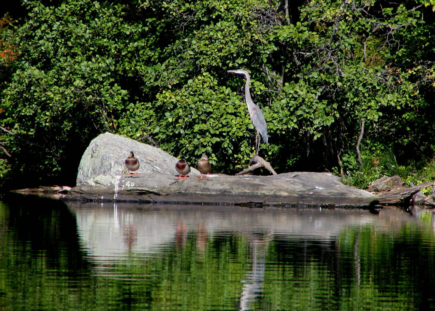 A heron and three ducks on a rock in calm water, green trees.