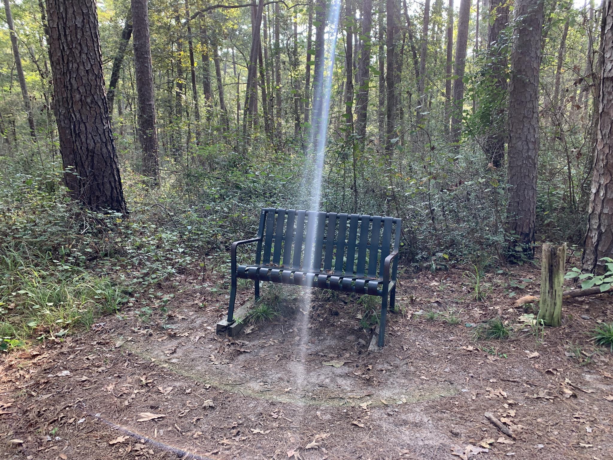 A dark green metal bench sits on a dirt path in a sunlit forest.