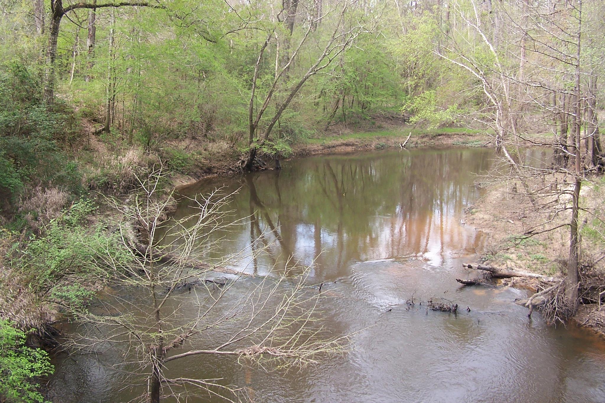 A winding river flows through a dense, green forest under natural light.