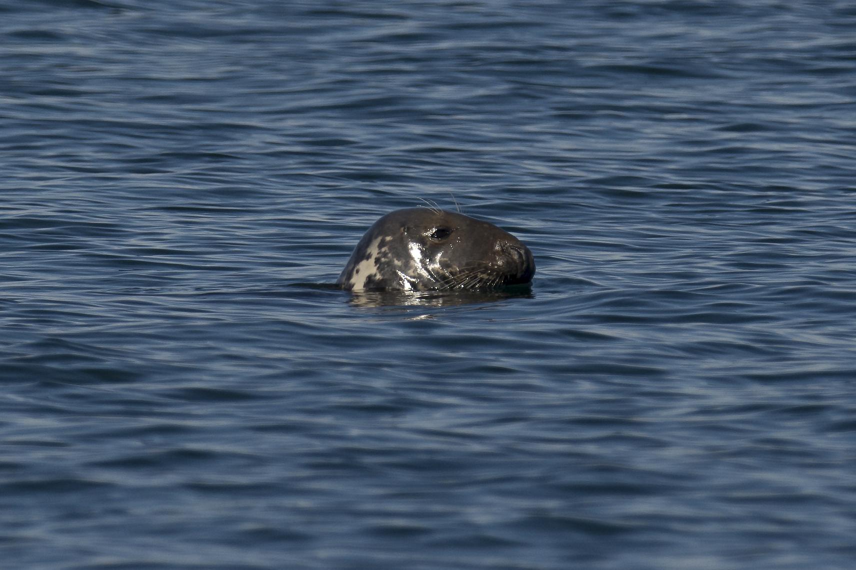 A seal's head emerges from dark blue, rippling water.