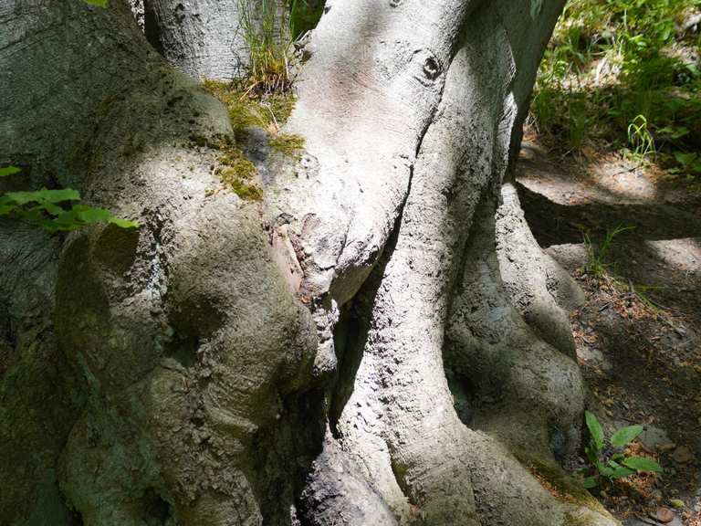 Alte Kultstätte ) Wanderungen und Rundwege komoot